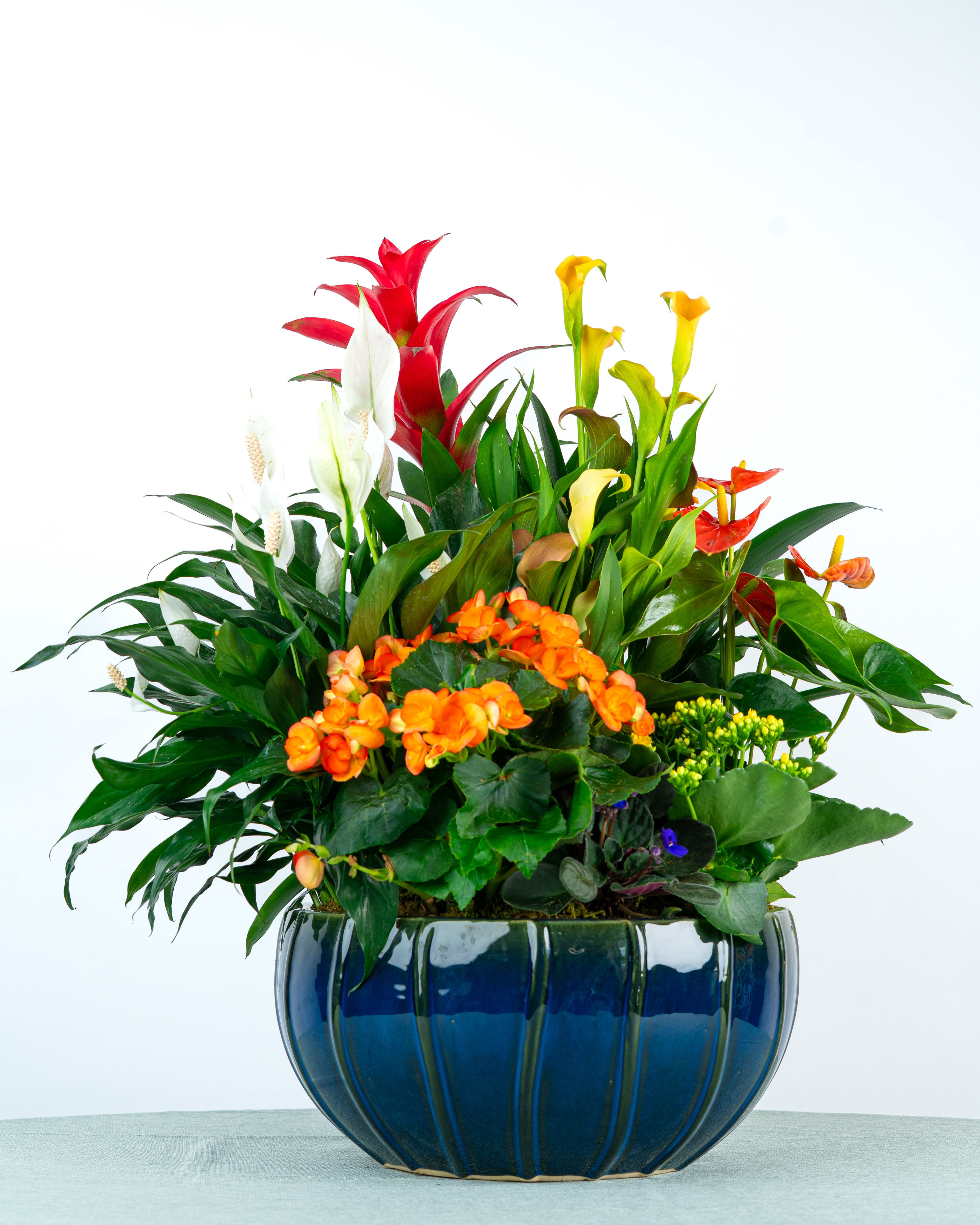 Our Isaac Dish Garden - A spectacular best-seller... our Isaac Dish Garden is overflowing with lush greenery and seasonal plant accents, arranged in an upscale container for a showstopping presentation. Our Isaac Dish Garden is our most luxurious and abundant garden. We may require one week's notice prior to delivery but we strive to keep this in stock weekly.  Specific plant varieties and containers are subject to change based on weekly supplier availability. This Dish Garden is hand-planted locally and available for delivery from our Valparaiso Shop.