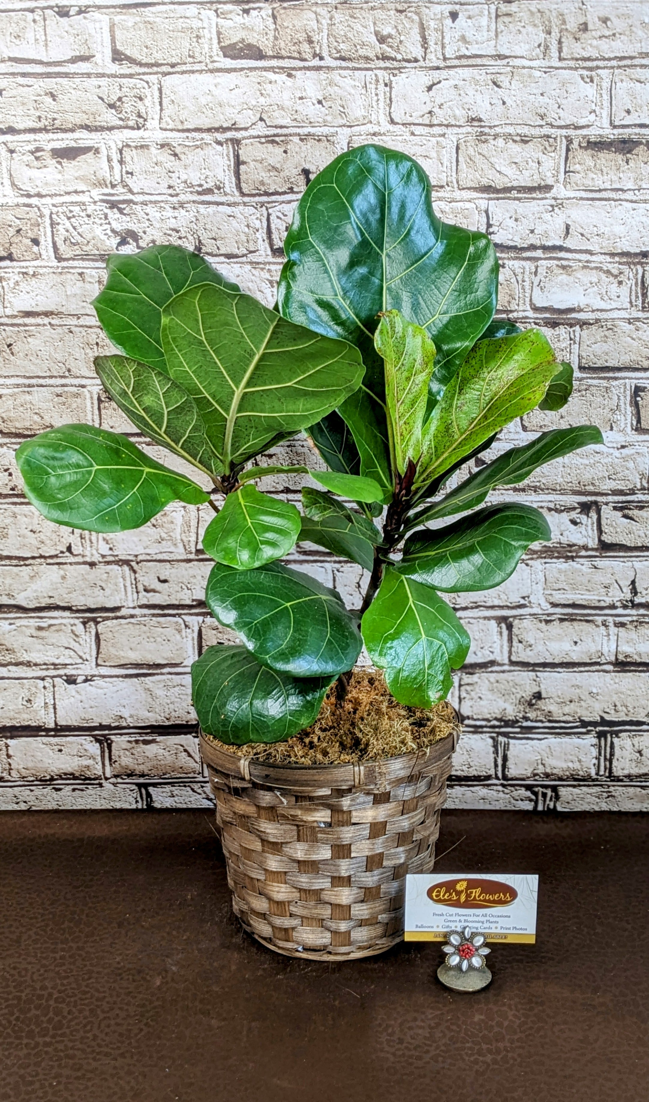 Fiddle Leaf Fig - 6"  Potted - A stunning potted fiddle leaf fig plant, showcasing its large, glossy green leaves that bring a touch of natural elegance to any space. Nestled in a woven basket, the plant exudes a warm, organic charm, blending seamlessly with both modern and rustic décor. Perfect for adding height, texture, and a vibrant focal point to your home or office.  Approximate Dimensions: 22"H x 16'W