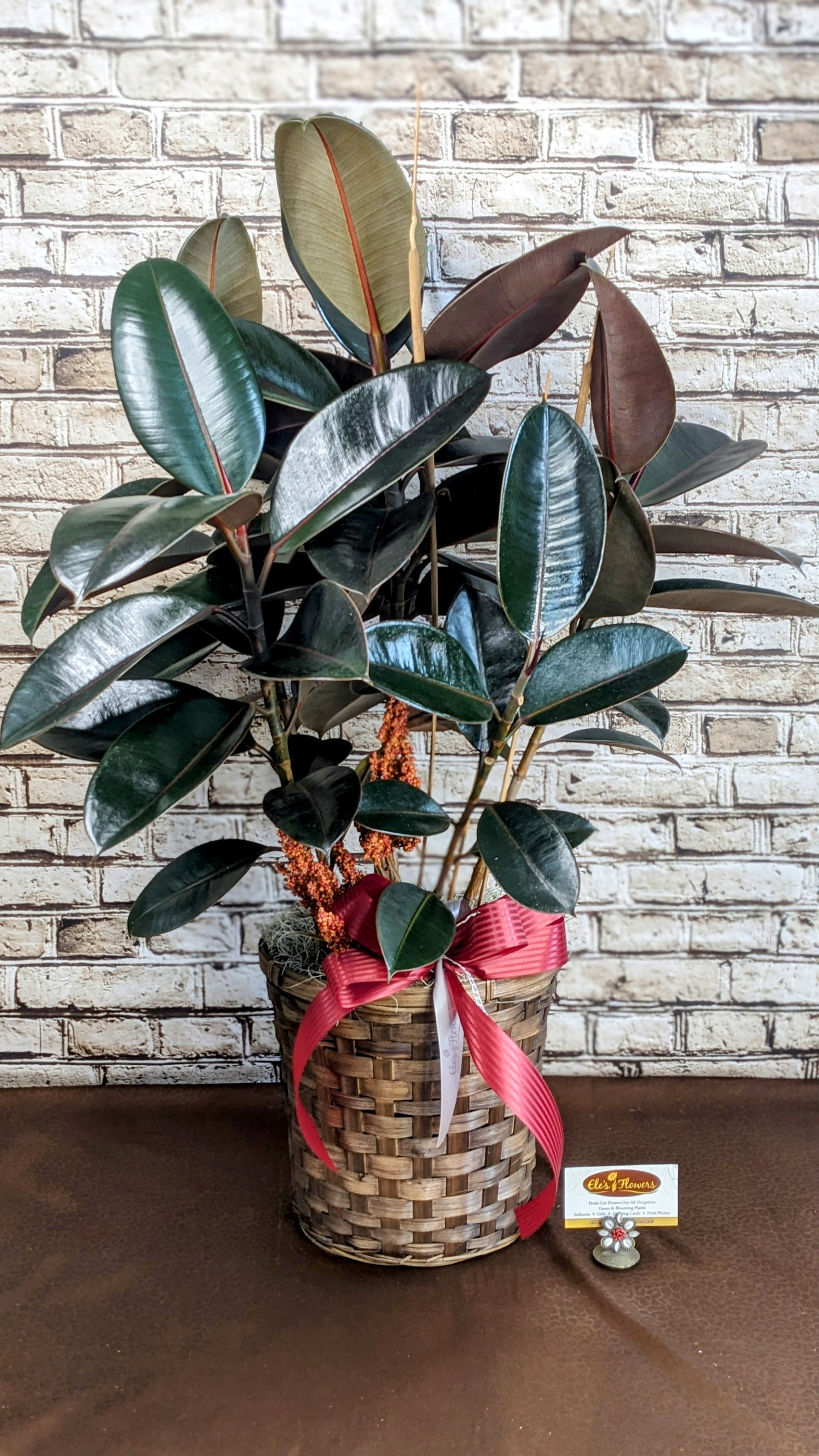 Rubber Ficus - 8" Planter - A Ficus rubber plant, with its rich, glossy black leaves, creating a bold and stylish statement in any room. The plant is beautifully nestled in a decorative container, adding a touch of texture and warmth. Its sturdy, upright growth and deep green/black foliage make it a timeless, low-maintenance addition to both modern and traditional interiors. Care instructions will be included.  Care instructions will be included with the plant to keep it looking great.  Approximate Dimensions: 34"H x 25"W