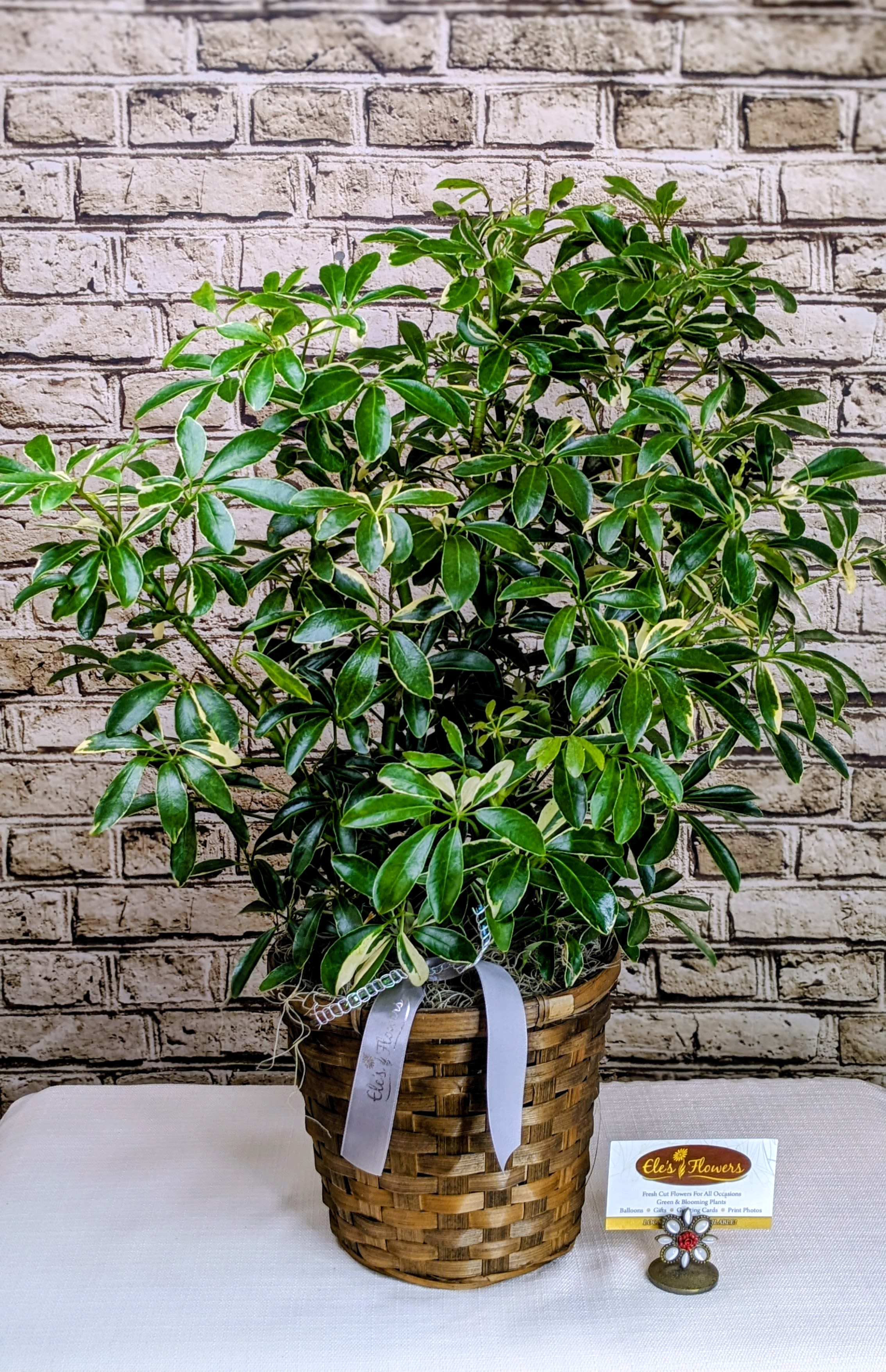 Variegated Umbrella Schefflera  - 6" Potted  - Commonly known as an Umbrella Plant for its umbrella like appearance this lovely green plant is easy care and low maintenance. Send this beautiful plant to a friend or to any funeral service to show your appreciation or condolences. We dress the plant up with a decorative container, mosses and other embellishments to further enhance the look of the plant.   Approximate Dimensions: 23"H x 19"W 