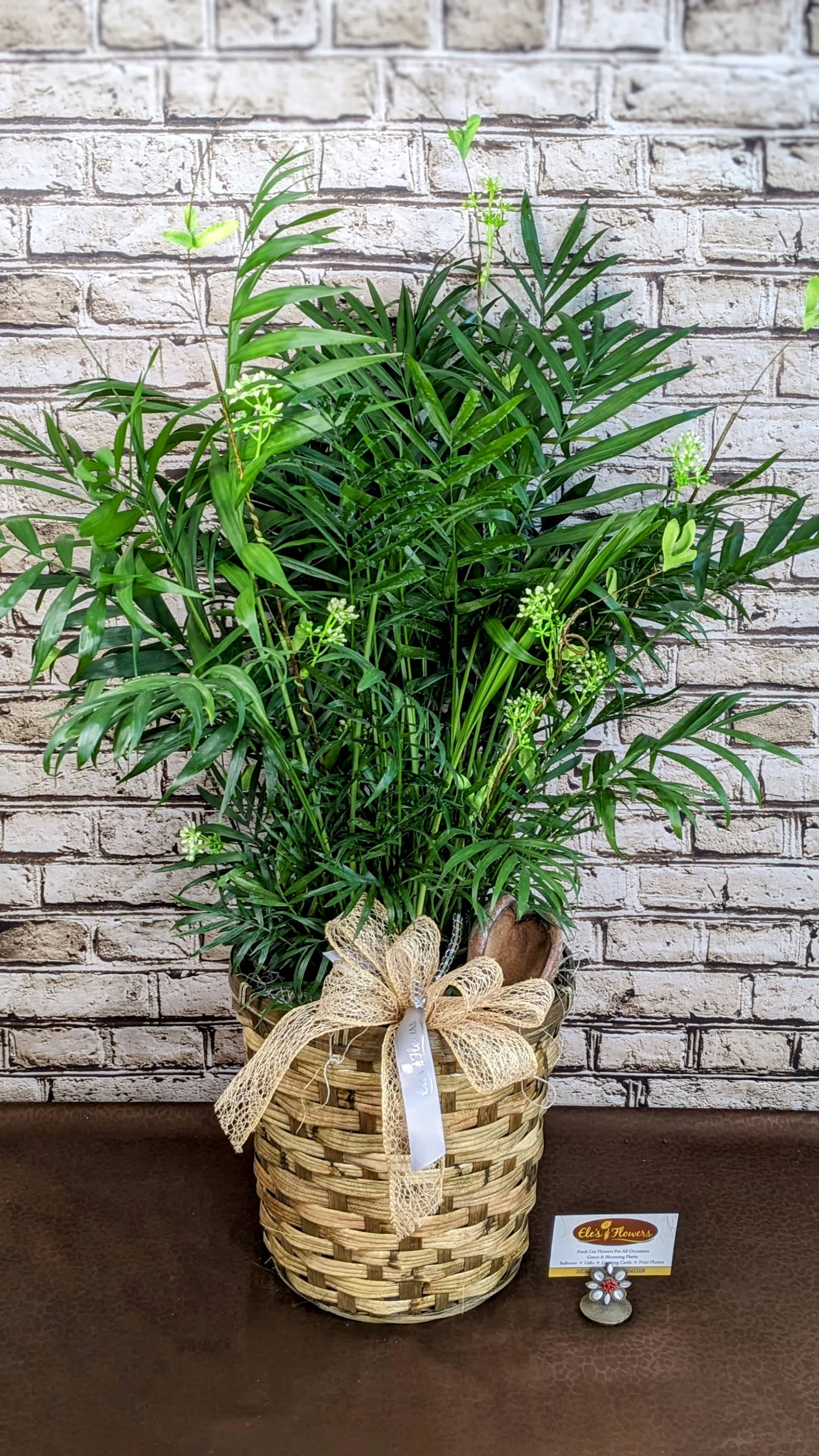 Bella Palm - 8" Planter - The Bella Palm is a charming and elegant plant that adds a touch of tropical beauty to any indoor space. With its slender stems and delicate, arching fronds, the Bella Palm creates a lush and inviting atmosphere reminiscent of a tranquil oasis. This compact palm is easy to care for, making it perfect for beginners and seasoned plant enthusiasts alike. Its lush green foliage brings a sense of freshness and vitality to any room, while its low maintenance requirements make it an ideal choice for busy households or offices. Whether placed in a bright corner or a shady nook, the Bella Palm thrives, bringing a sense of natural beauty and serenity to its surroundings.   Plant care instructions are included with purchase. Approximate Dimensions: 28"H X 20"W