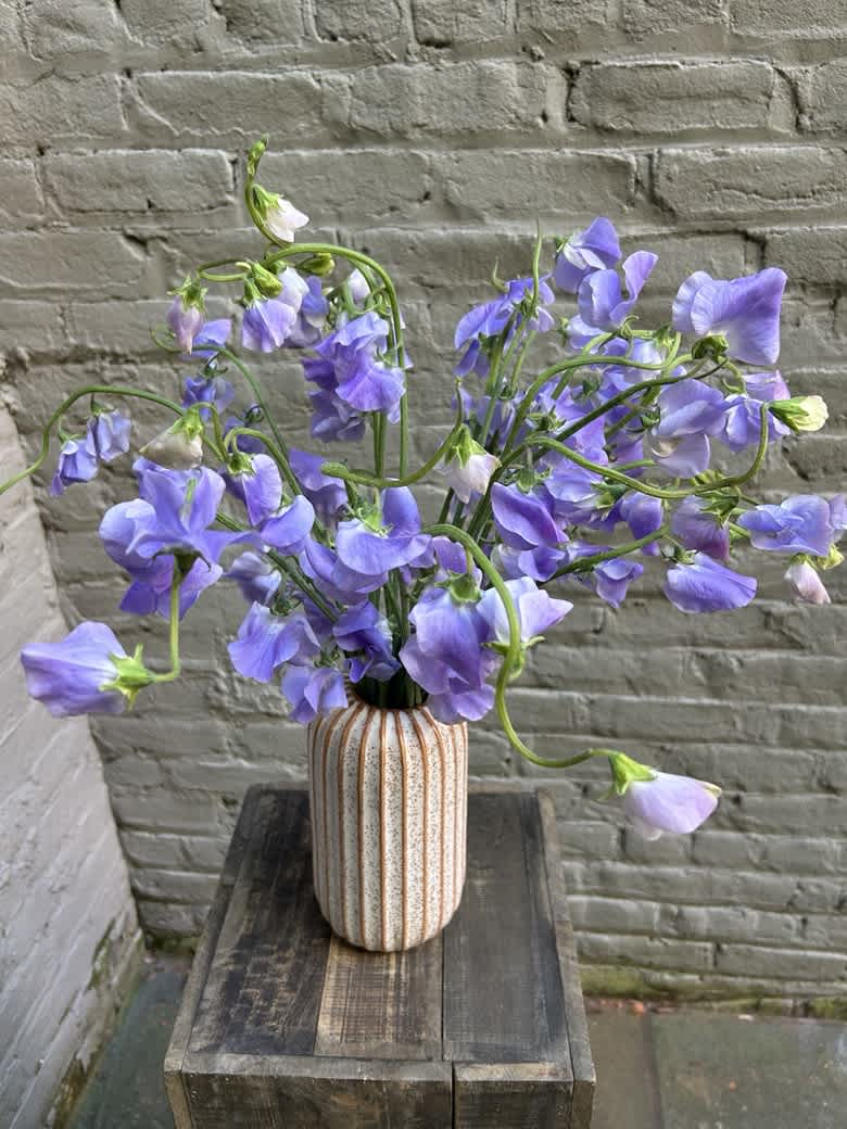 The Sweet Life - Fragrant and frilly, these gorgeous sweet peas are a feast for the senses!  Each arrangement contains 20 stems of Japanese sweet peas in a keepsake ceramic vase.    In addition to lavender sweet peas, we may also have blush and white available.  Let us know your color preference in the special instructions.  Arrangement measures approximately 16" tall by 14" wide.