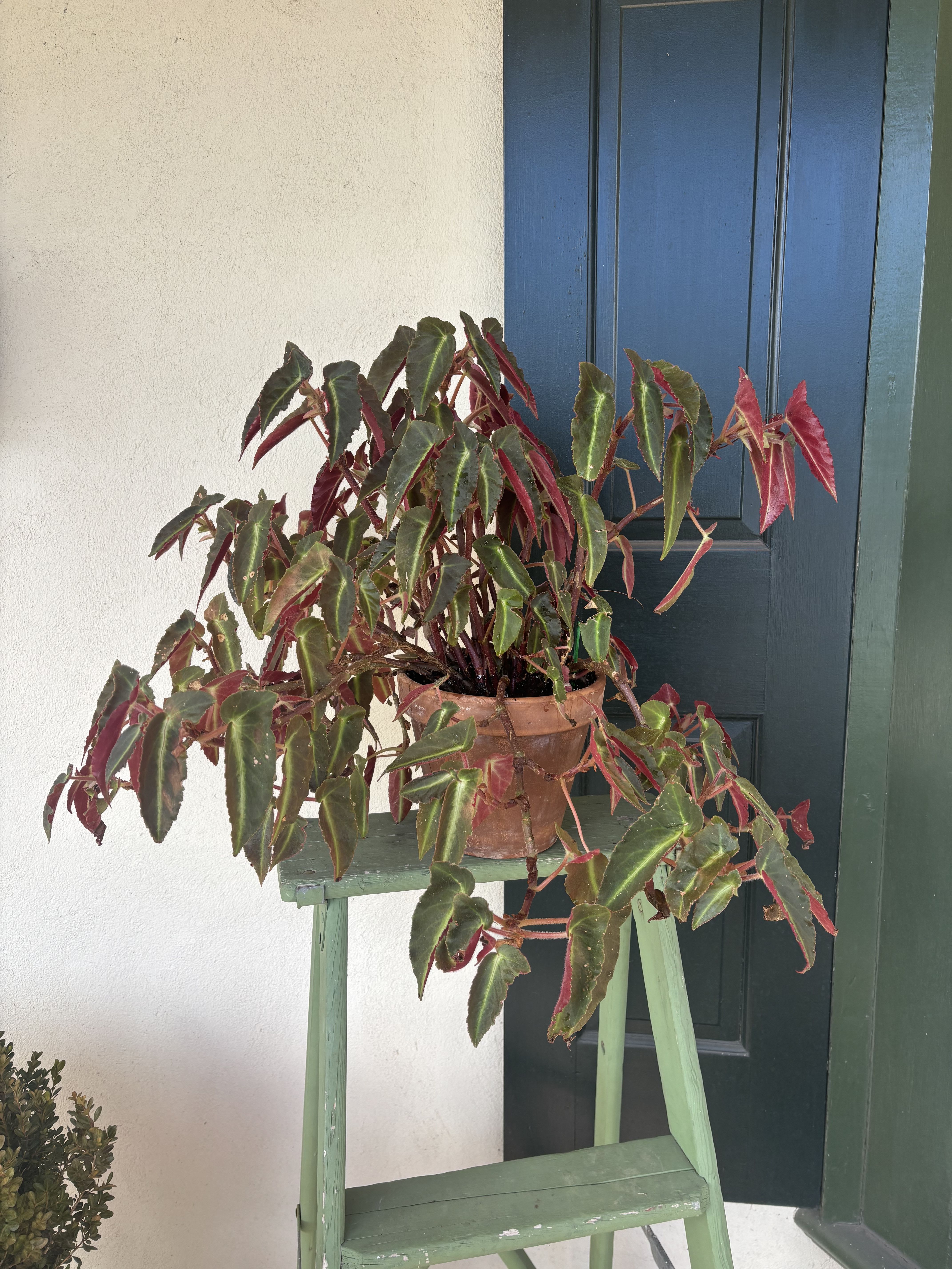 Potted Begonia  - Large begonia in a 9 inch terracotta pot 
