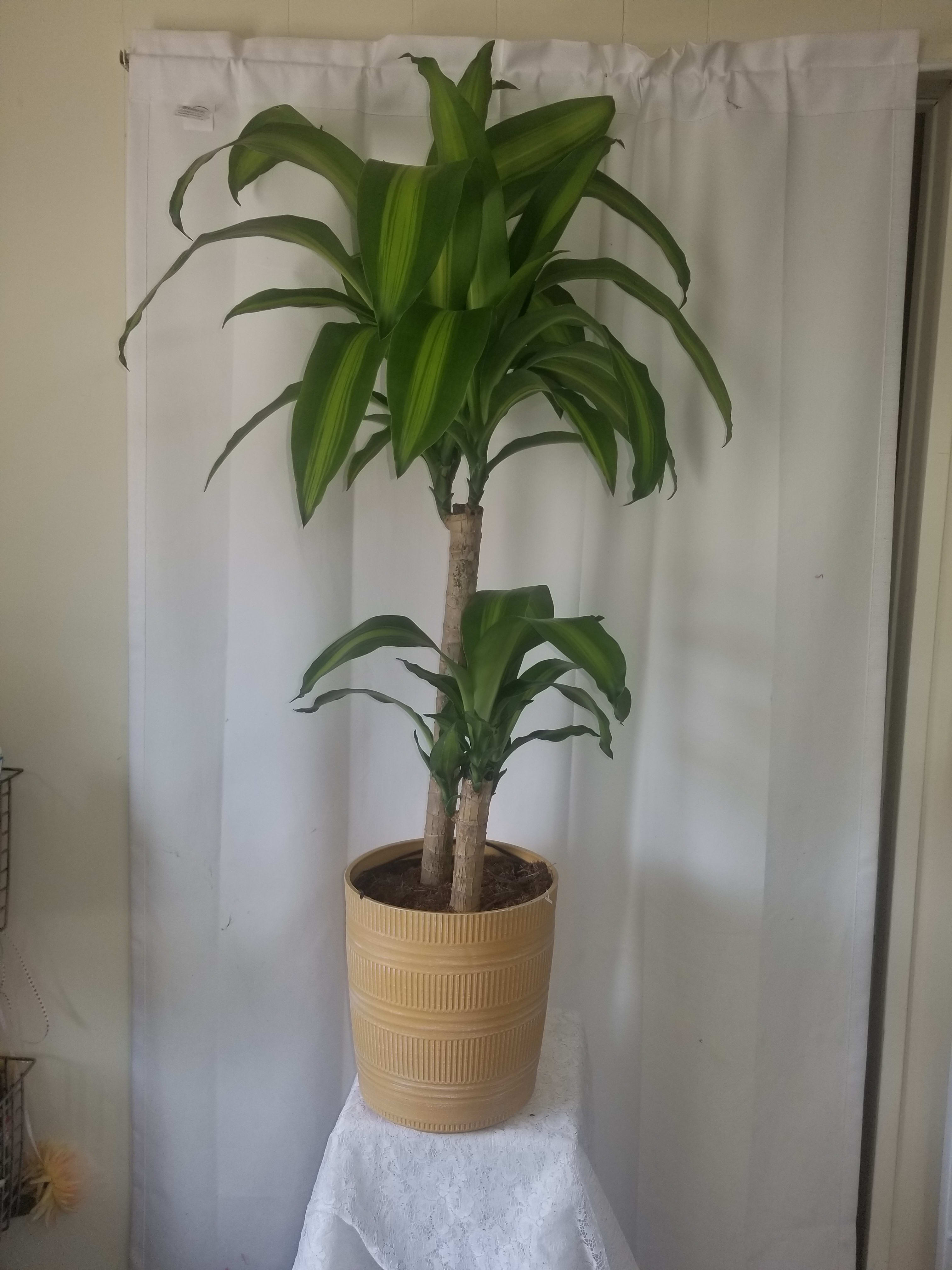 Dracaena Corn Plant - If your a grower needing a plant for a center piece in a room or a focal point, this is one of those types of species which looks the part. Once it begins to mature and grows over 4 feet in height it makes an ideal office or hotel plant and looks the business in large living rooms and hallways. 