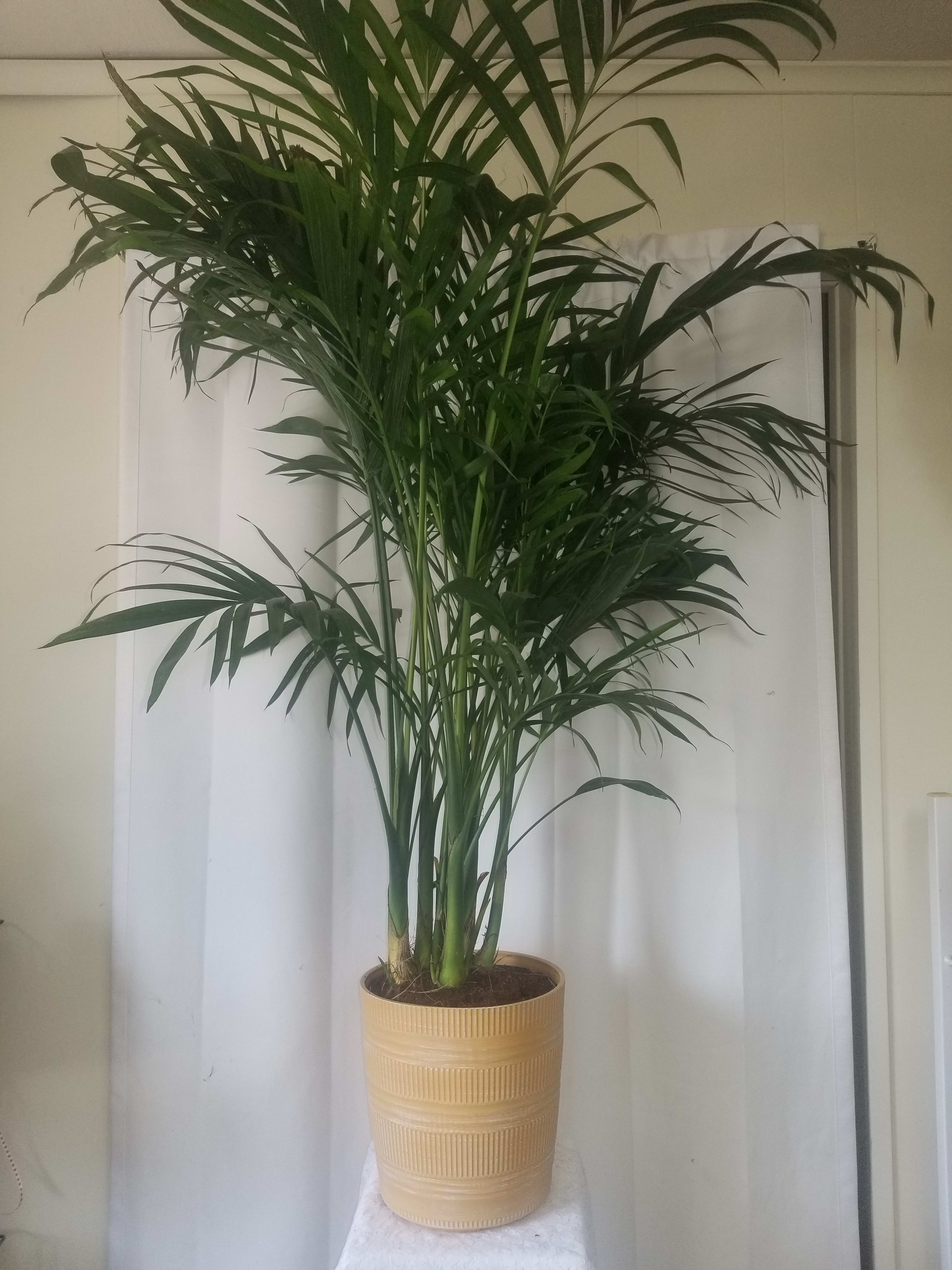 Palm Plant  - palms elicit feelings of peace and relaxation like no other plant can. Palm plants also lend a bold, tropical look to home interiors that is surprisingly easy to achieve.