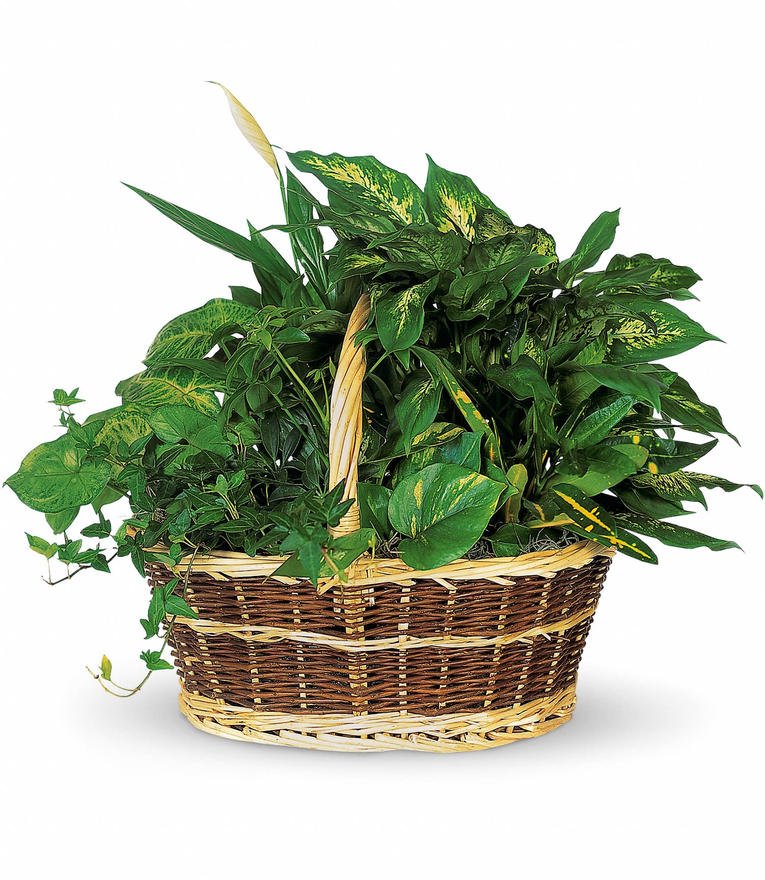 Large Green Plant Basket - This impressive garden of indoor plants will be a warm welcome to any home or office. And you'll get glowing reviews for sending it. Plants and basket will vary, image does not represent exact plants and basket that will be designed. Plants are in their own individual pots and not planted together.
