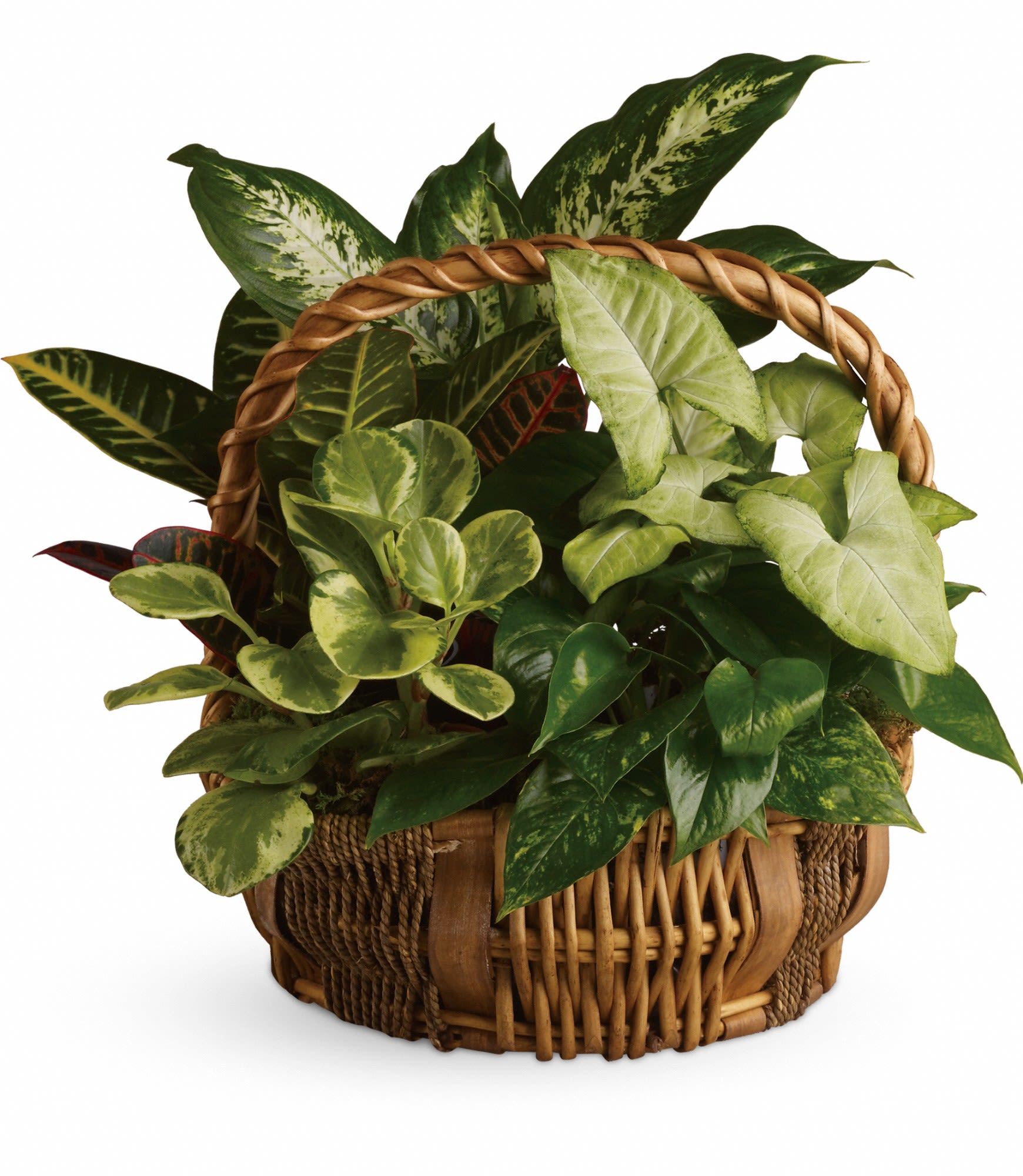 Medium Green Plant Basket - This impressive garden of indoor plants will be a warm welcome to any home or office. And you'll get glowing reviews for sending it.  Plants and basket will vary, image does not represent exact plants and basket that will be designed. Plants are in their own individual pots and not planted together.