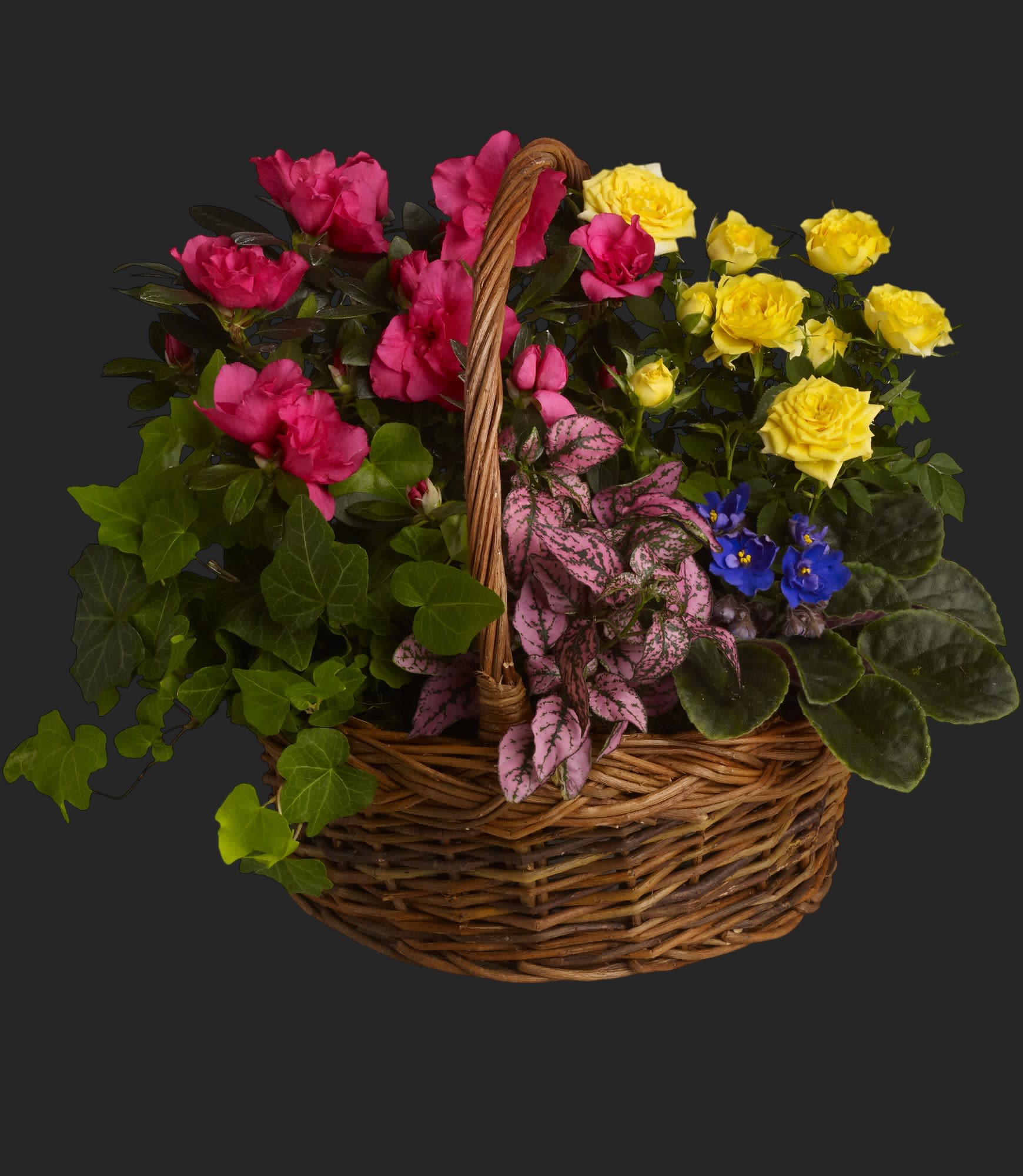 Blooming Garden Basket - A sweet, bright flurry of colorful fresh plants celebrates vivid memories and expresses heartfelt sympathy to friends and loved ones.    A purple African violet, yellow rose plant, pink azalea, hypoestes and ivy plants are all nestled in a round basket with handle.    Approximately 17" W x 14" H    Orientation: All-Around        As Shown : T213-3A      