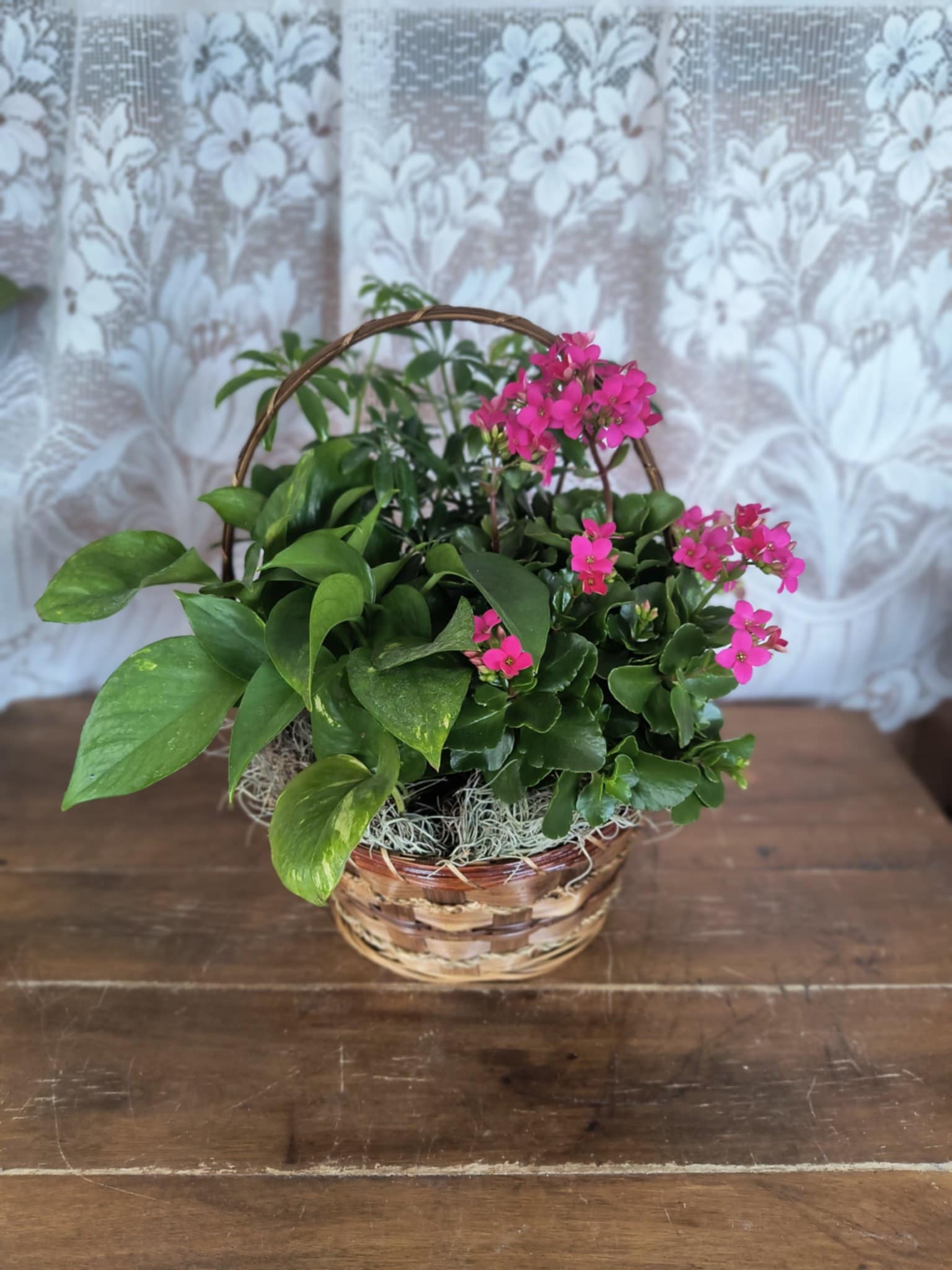 Precious European Basket - This precious basket of mixed plants will bring joy to whomever receives it.  *Plants and basket will vary, image does not represent exact plants and basket that will be designed. Plants are in their own individual pots and not planted together.