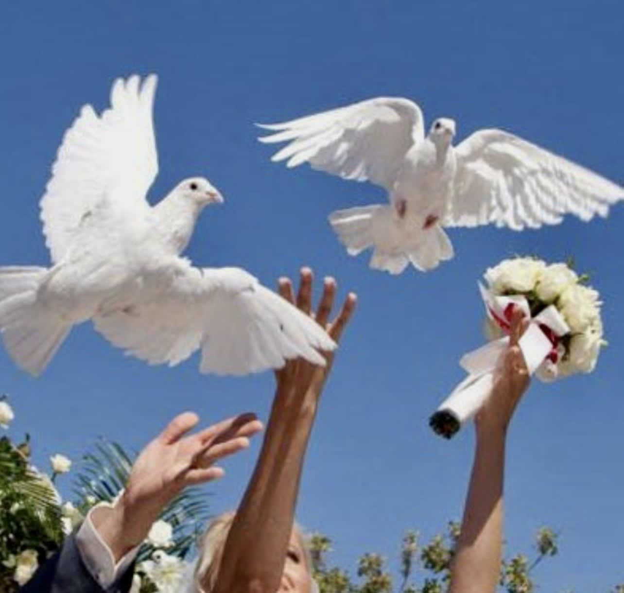 Release Dove Release Ceremony  -  Create a meaningful and unforgettable moment with our DOVE RELEASE CEREMONY ,a beautiful symbol of LOVE, PEACE ,and NEW BEGINNINGS. This service  is thoughtfully designed to entrance life's most important occasions with grace and elegance. Our standard package includes the release 6 beautiful doves ,carefully handled to ensure a memorable and respectful experience.  This service is ideal for ; Weddings,Anniversary,Birthday,Baptism,Retirement,Memorials &amp; Funeral ,any Special or meaningful occasions. Standart -6 Doves  Deluxe ;10 Doves  Premium -20 Doves .