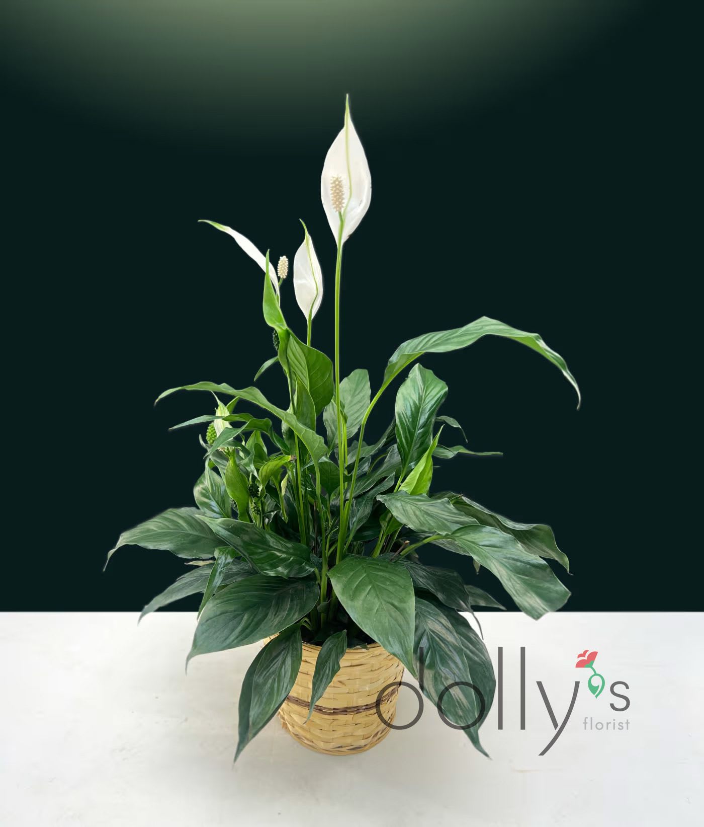 6"(15cm) Peace Lily Plant - 6" (15cm) Spathiphyllum | Peace Lily in a basket Note: Depending on the season, some plants may not have blooms at the time of purchase.