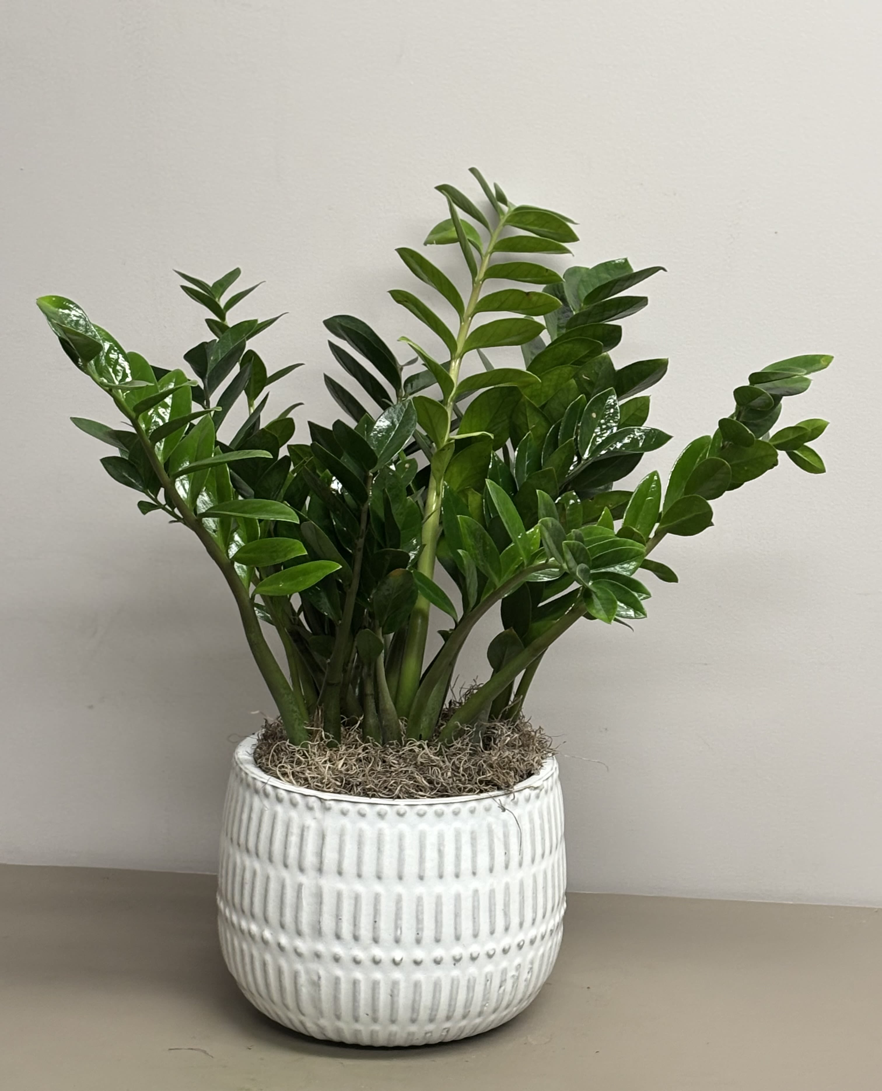 ZZ Plant - 10" ZZ plant in an elegant ceramic container with moss