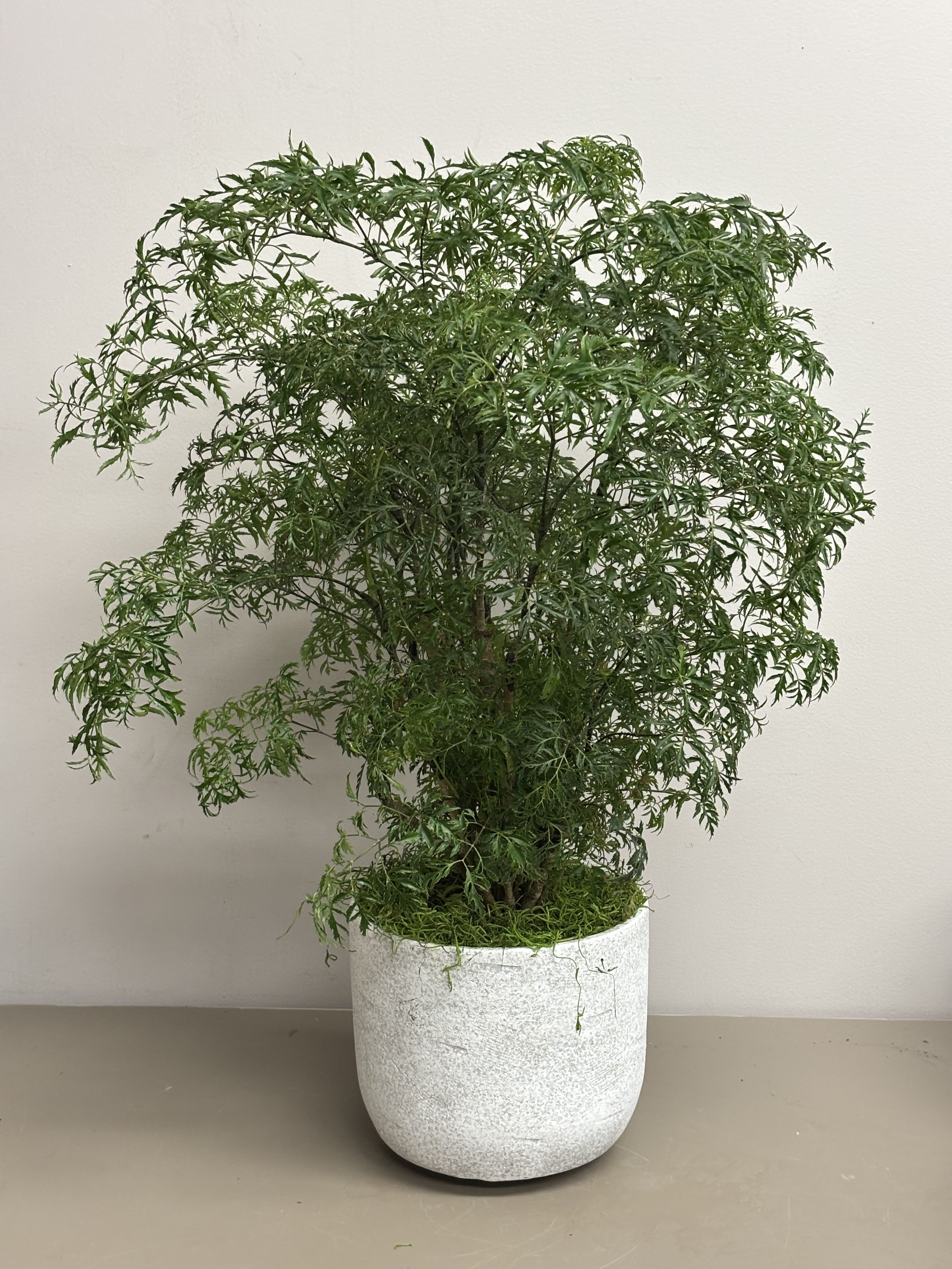 Ming Aralia - Unique 8" plant in a ceramic container