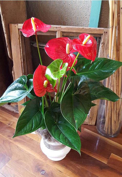 Anthurium Plant -  Fabulous Anthurium plants will add a touch of style to any home!  **Please Note** Plant may slightly vary from photo pictured.  