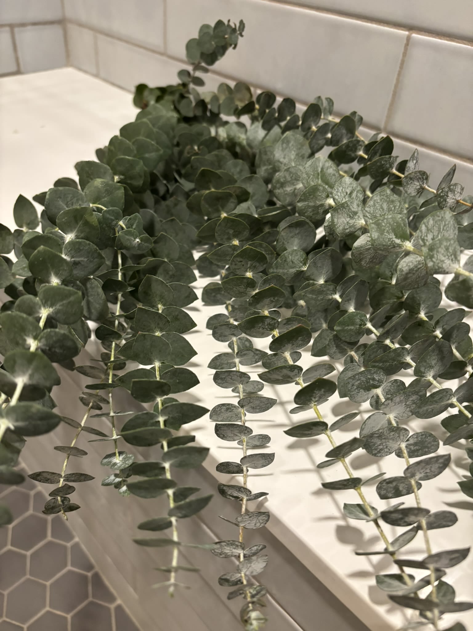 Eucalyptus Bunch - As warm water and steam fill the shower, the eucalyptus releases its clean, sharp aroma—cool and menthol-like with subtle earthy notes—turning the space into something that feels both refreshing and grounding. Visually, it’s simple and natural; sensorially, it’s energizing and soothing at the same time, like bringing a piece of a forest into your daily routine.  Eucalyptus bunches are wonderful as a stand-alone gift or alongside a gift box, candle, or arrangement. If you are interested in frequent bunches, please see our Eucalyptus bunch subscription.  