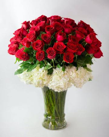 Lavish Luxury Rose Bouquet - Lavish your special someone with a bouquet that will leave them breathless. 24-inch premium long-stemmed red roses offer a message of passionate love and affection arranged amongst a bed of white hydrangea blooms. Arriving in a superior clear glass vase, this luxurious bouquet will leave a lasting impression. Includes: 60 stems of red 24-inch premium long-stemmed roses, and 7 stems of white hydrangea.