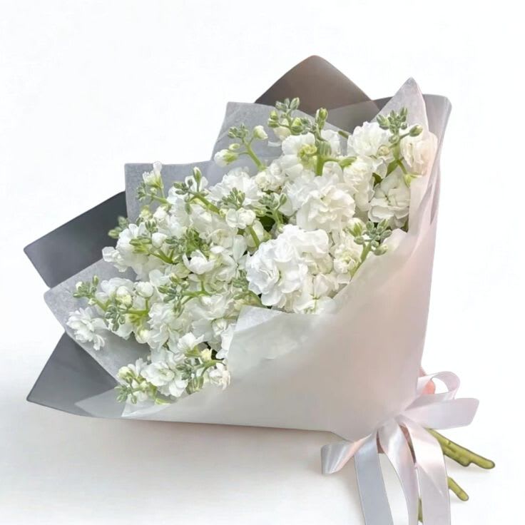 White Cloud Stock Bouquet - A crisp, elegant bouquet of all-white stock — airy, fragrant, and effortlessly luxe. Wrapped in modern neutral paper with a soft ribbon for a clean, elevated look. Perfect for congratulations, sympathy, weddings, housewarmings, or anyone who loves minimalist beauty.  Includes: white stock (seasonal availability) + premium wrapping Note: Bloom openness may vary by day, but the bouquet will stay full, fresh, and all-white.