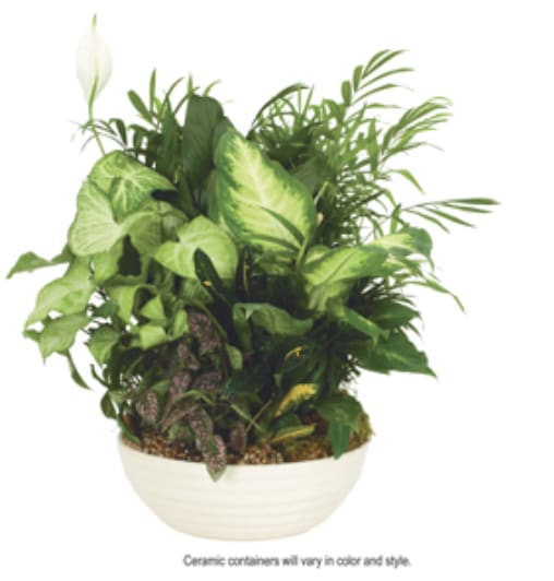 Medium Dish Garden -  This stunning dish garden, thoughtfully arranged in a classic ceramic dish, is the perfect gift to bring beauty and tranquility to any space. Featuring a harmonious mix of lush greenery, vibrant foliage, and varied textures, it creates a serene, natural oasis that can be enjoyed year-round.  Ideal for enhancing a home, office, or entryway, this low-maintenance gift offers lasting beauty and a calming presence.   Please note, ceramic containers vary in color and style.