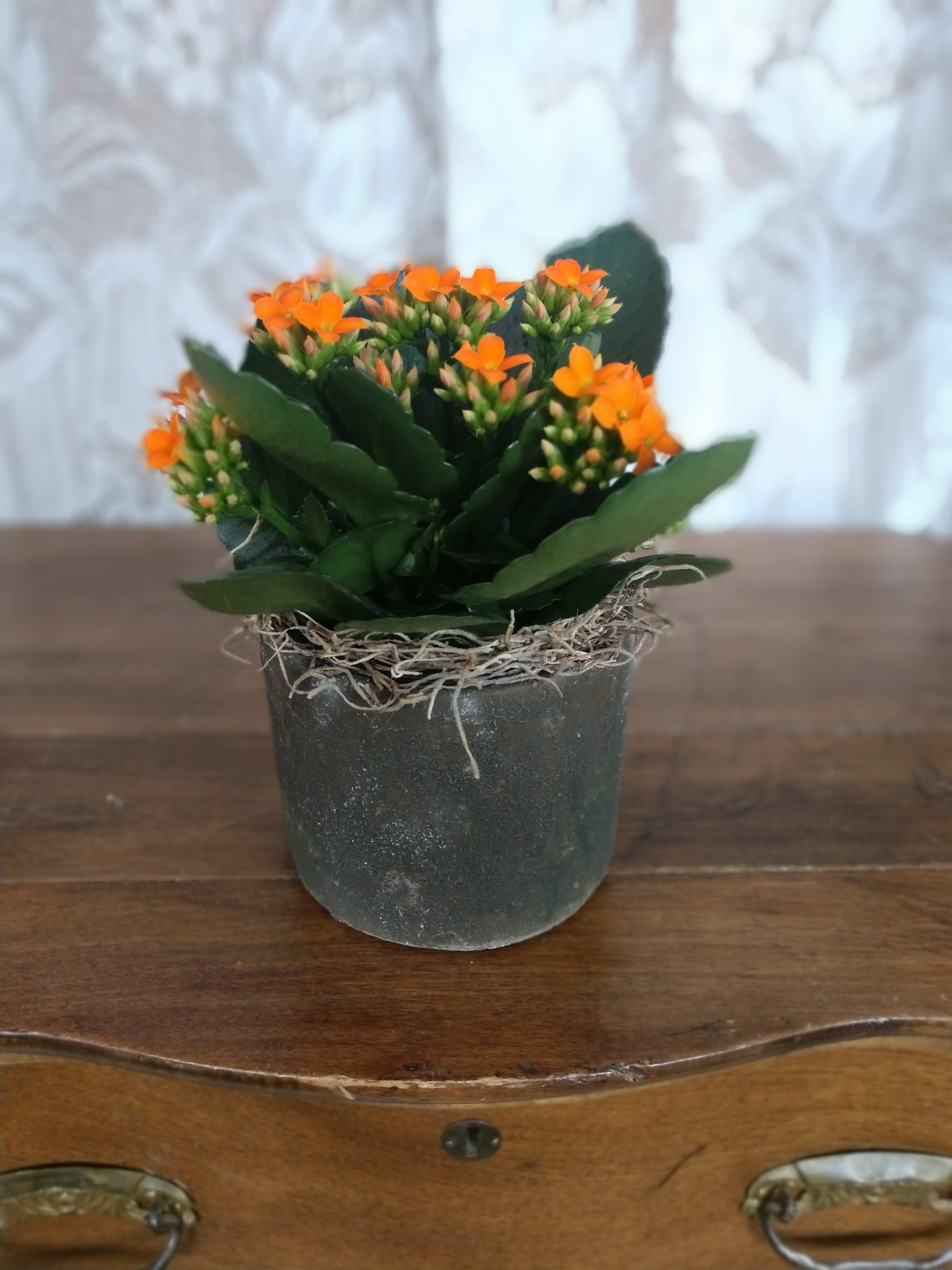 Small Kalanchoe - Perfect size for any end table this adorable kalanchoe with it's colorful clusters of smaller blooms nestled the plant will make any recipient smile. Pictured in a stone pottery. Bloom colors will vary.