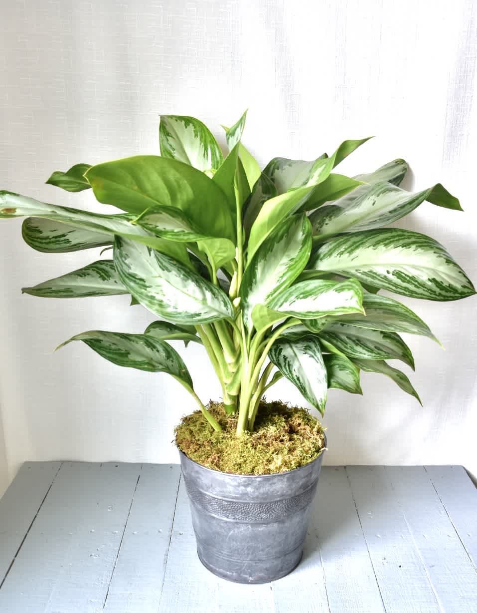 Chinese Evergreen Plant - Chinese Evergreen Plants are the perfect plant for the home and office and have low to medium light requirements. Watering requirements are moderate, so it's the perfect plant for people on the go who still want to come home to something beautiful.