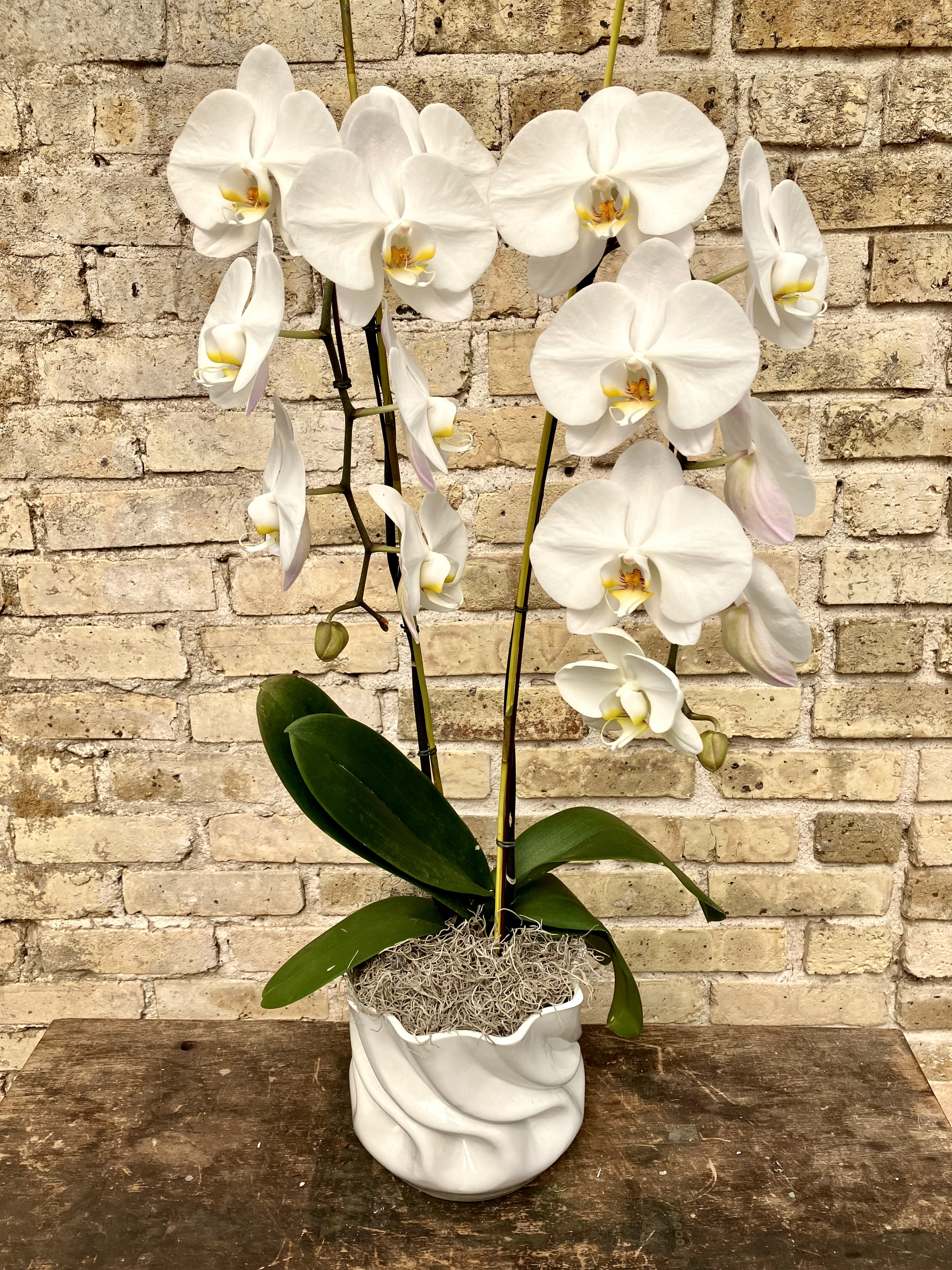 Cali Wave - White Phalaenopsis Orchid Plant Set Into a White Wave Ceramic Container with Decorative Branches and Spanish Moss.  