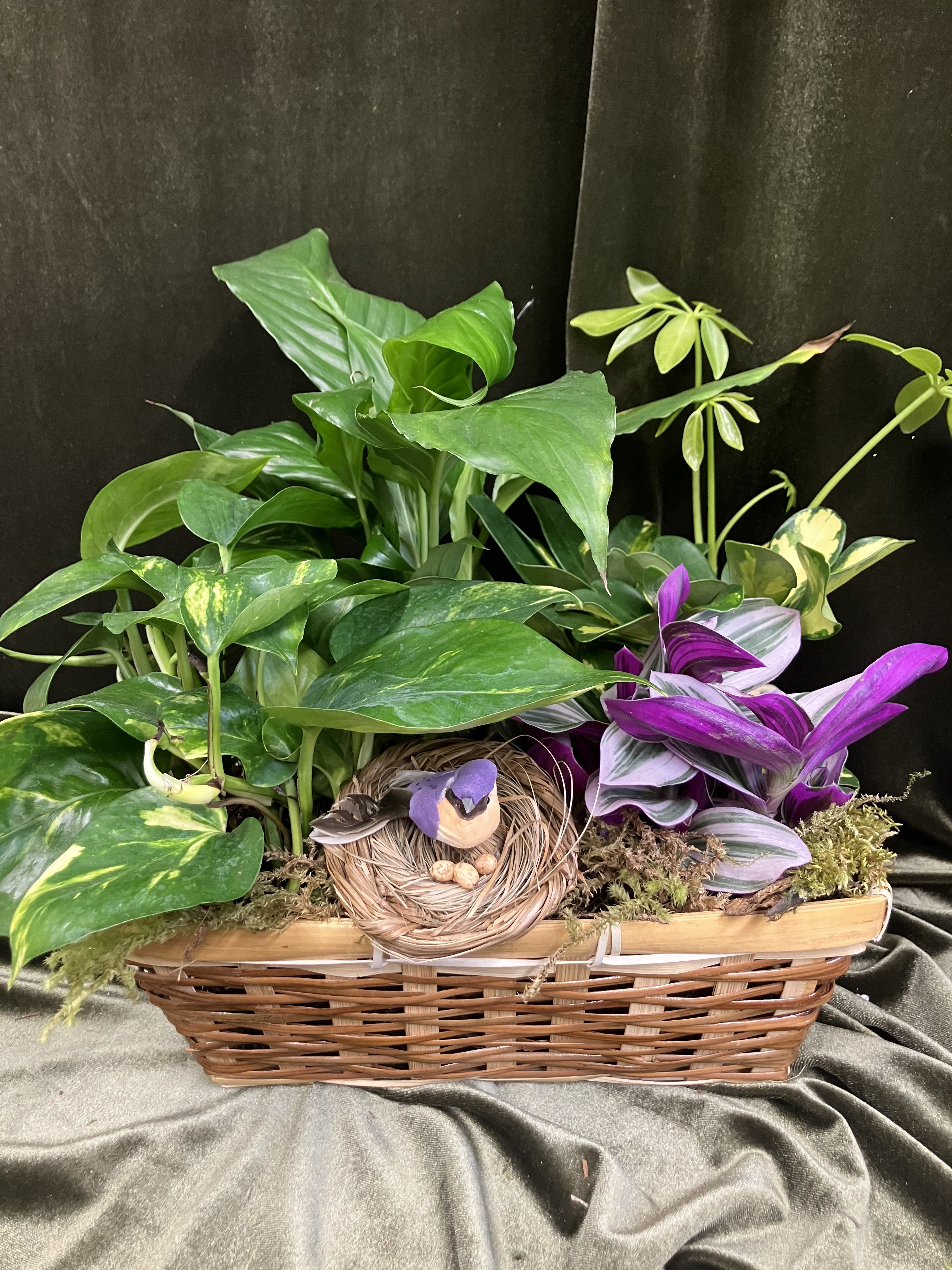 Basket Dishgarden - Beautiful house plants in a rectangle basket. Nice for sympathy, retirement, or thinking of you