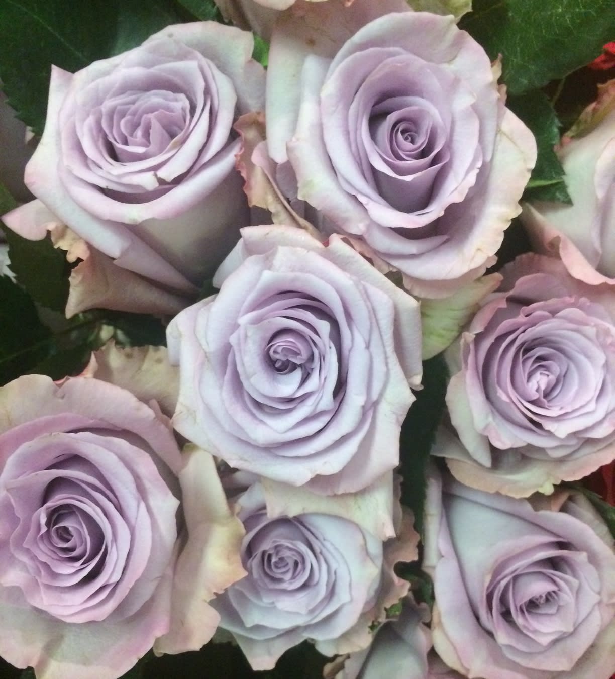 One Dozen Lavender Roses - A dozen gorgeous long-stemmed lavender roses arranged in a glass vase with filler flowers, greens, and a bow. Always the perfect gift.  We are proud to deliver our flower creations to the Kenosha, Somers, and Pleasant Prairie area. With over 55 years of combined flower design experience in Kenosha, Wisconsin, A Summer's Garden Florist and Gifts is the perfect choice for the freshest flowers, most creative design, and exceptional customer service.  