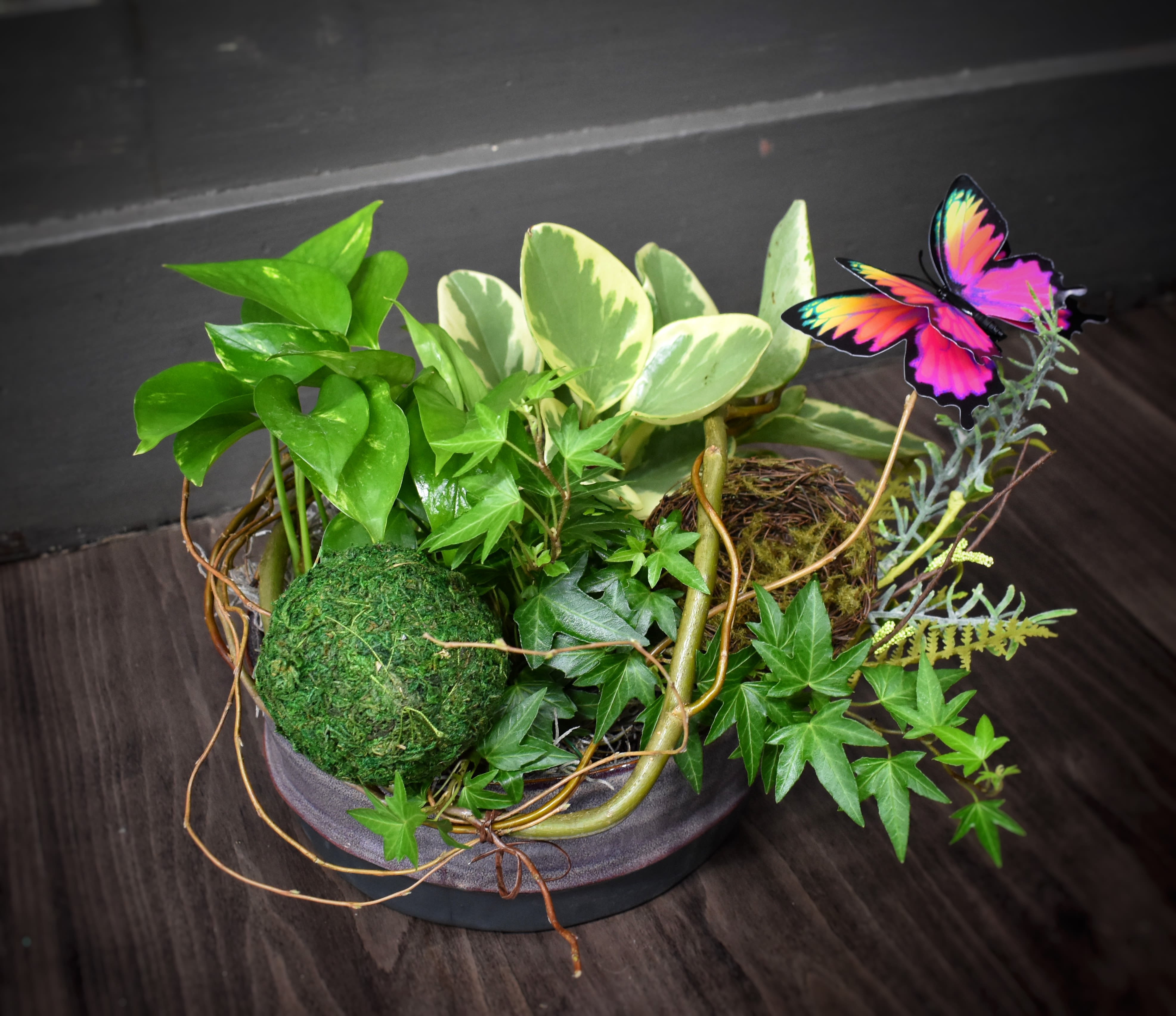 Flutter By Dishgarden - Available for local St. Cloud, MN Delivery Only - This ceramic containers is filled with different greens plants, curly willow, a sweet little birds nest and a butterfly. Great size for a desktop or end table.