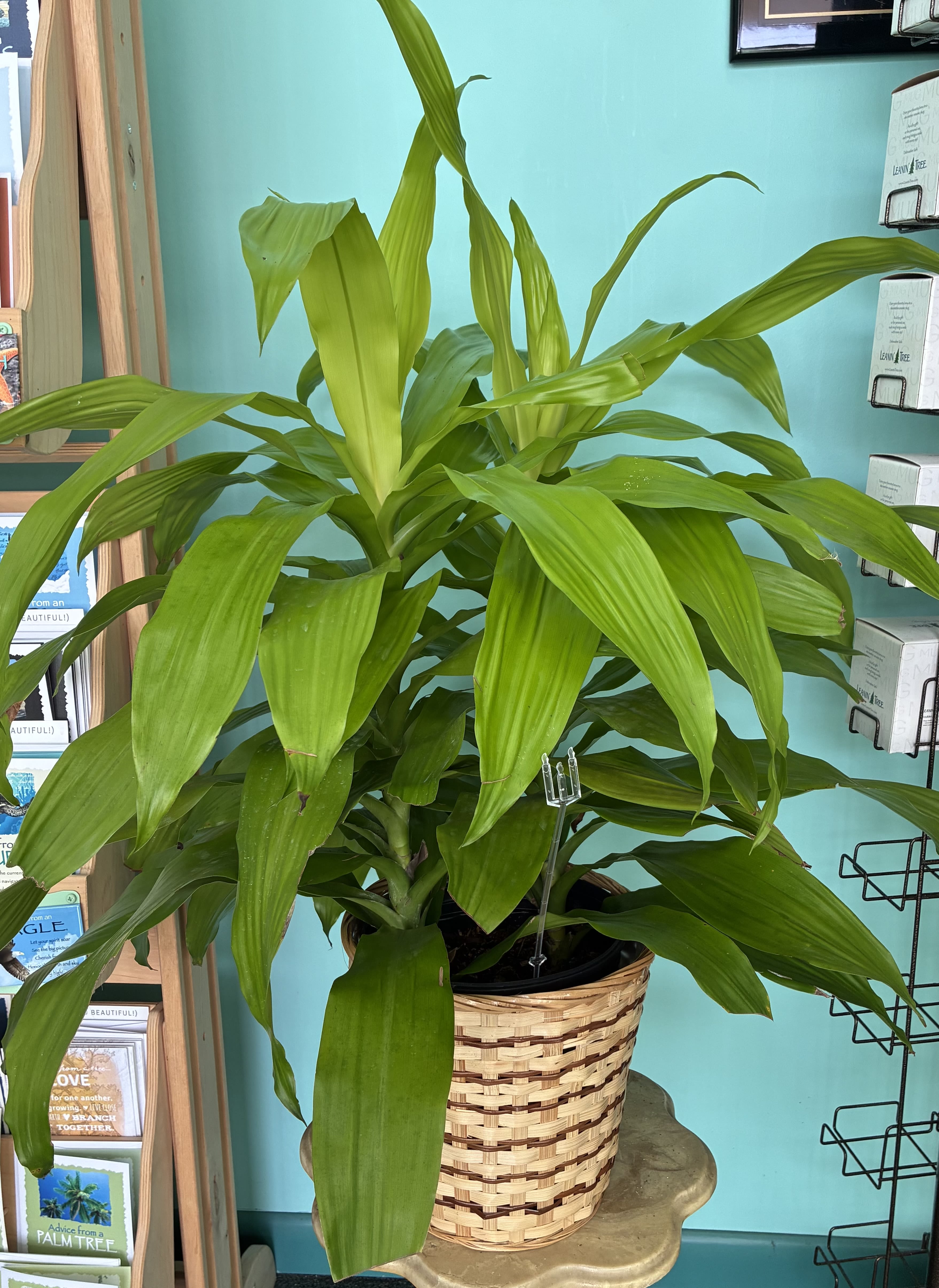 Limelight Plant - This is another great indoor plant for that special plant person. This Limelight plant is easy to care for , indirect sunlight and keep soil moist. 