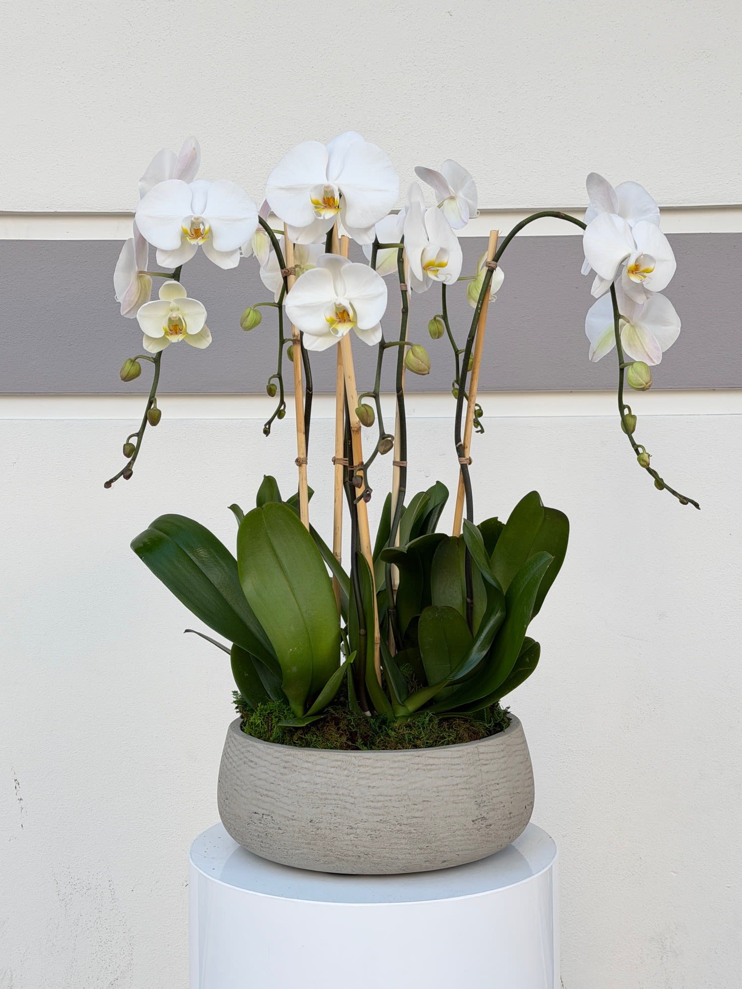 Luna Blanc™ - A refined composition of pristine white Phalaenopsis orchids, artfully arranged in a minimalist stone vessel. Each graceful stem cascades with elegant blooms, symbolizing purity, balance, and quiet luxury. Designed to elevate modern interiors, this timeless orchid arrangement brings lasting beauty and sophistication to any space.