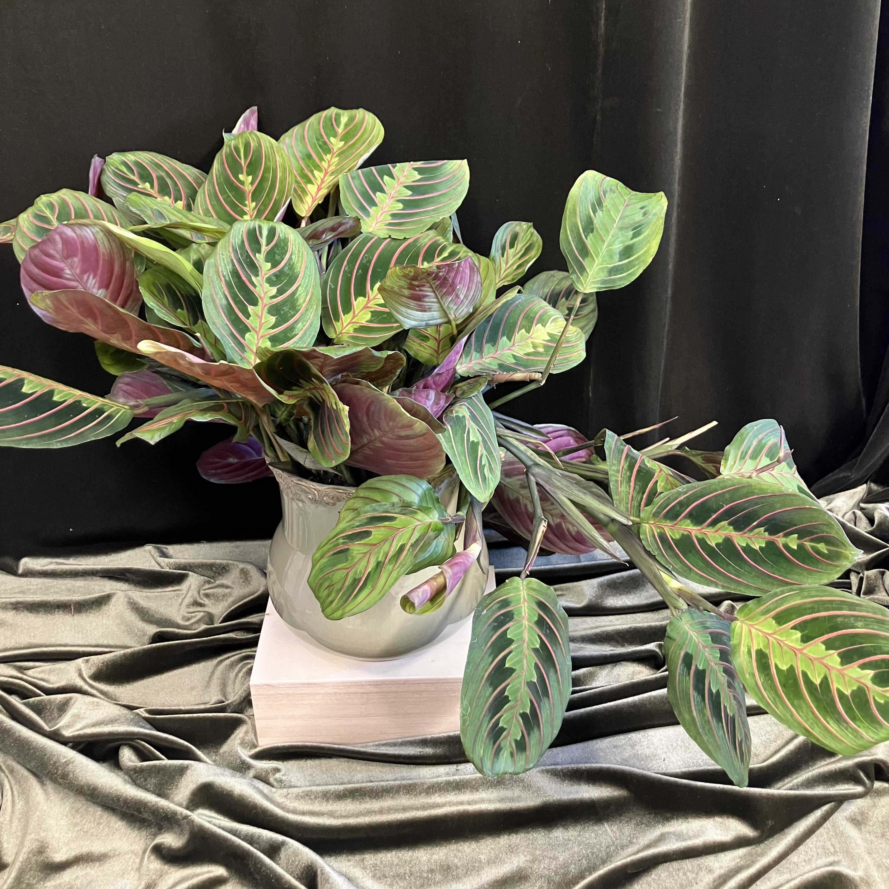 Prayer Plant - Beautiful plant in a sage green container, prayer plant is popular for sympathy or get well