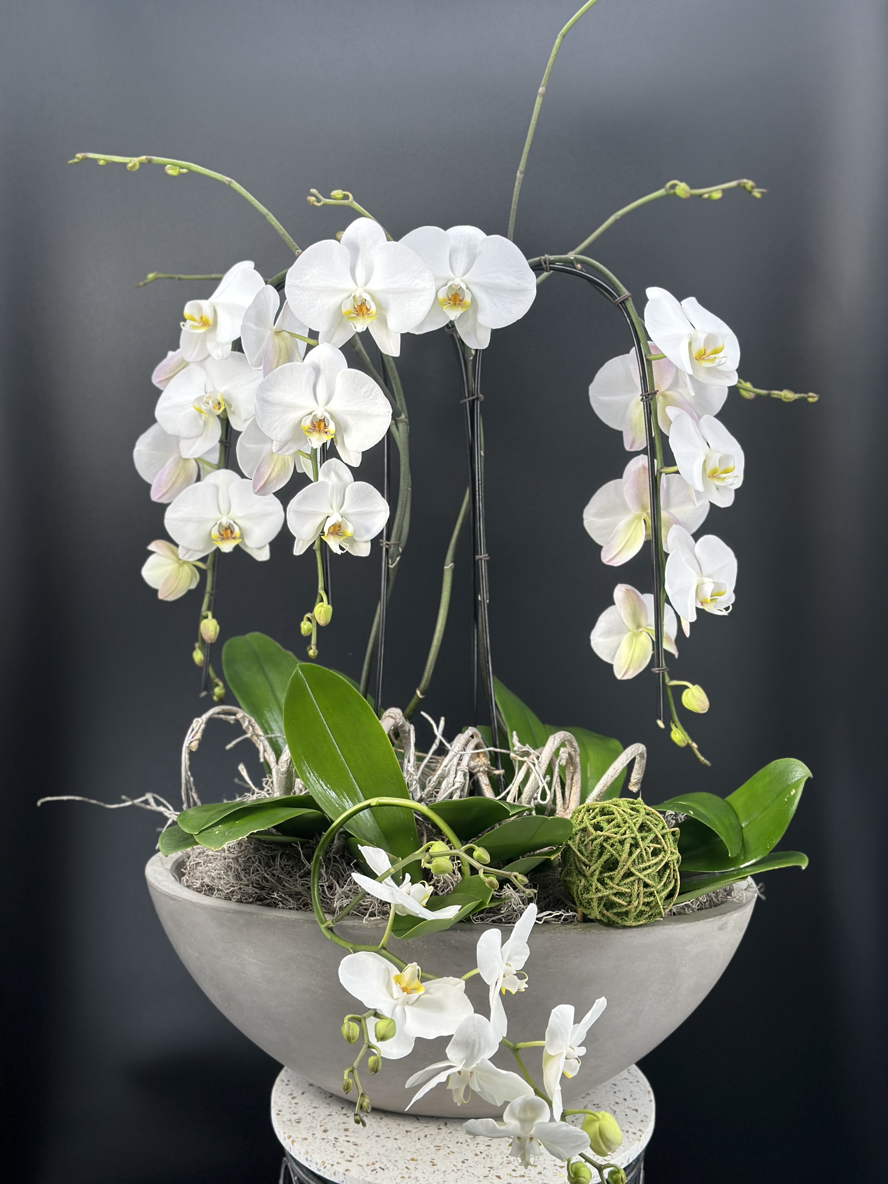 White Serenity - An exquisite display of cascading white   premium orchids ,sculpted into a graceful arch and nestled in to a stone container and delicate accents.Pure ,serene ,and impeccable refined -thuis arrangement embodies modern ,luxury at it's highest expression.  