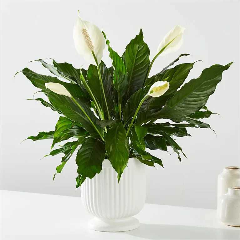 Spathiphyllum Plant / Peace Lilly - Send your condolences with this Spathiphyllum plant. 