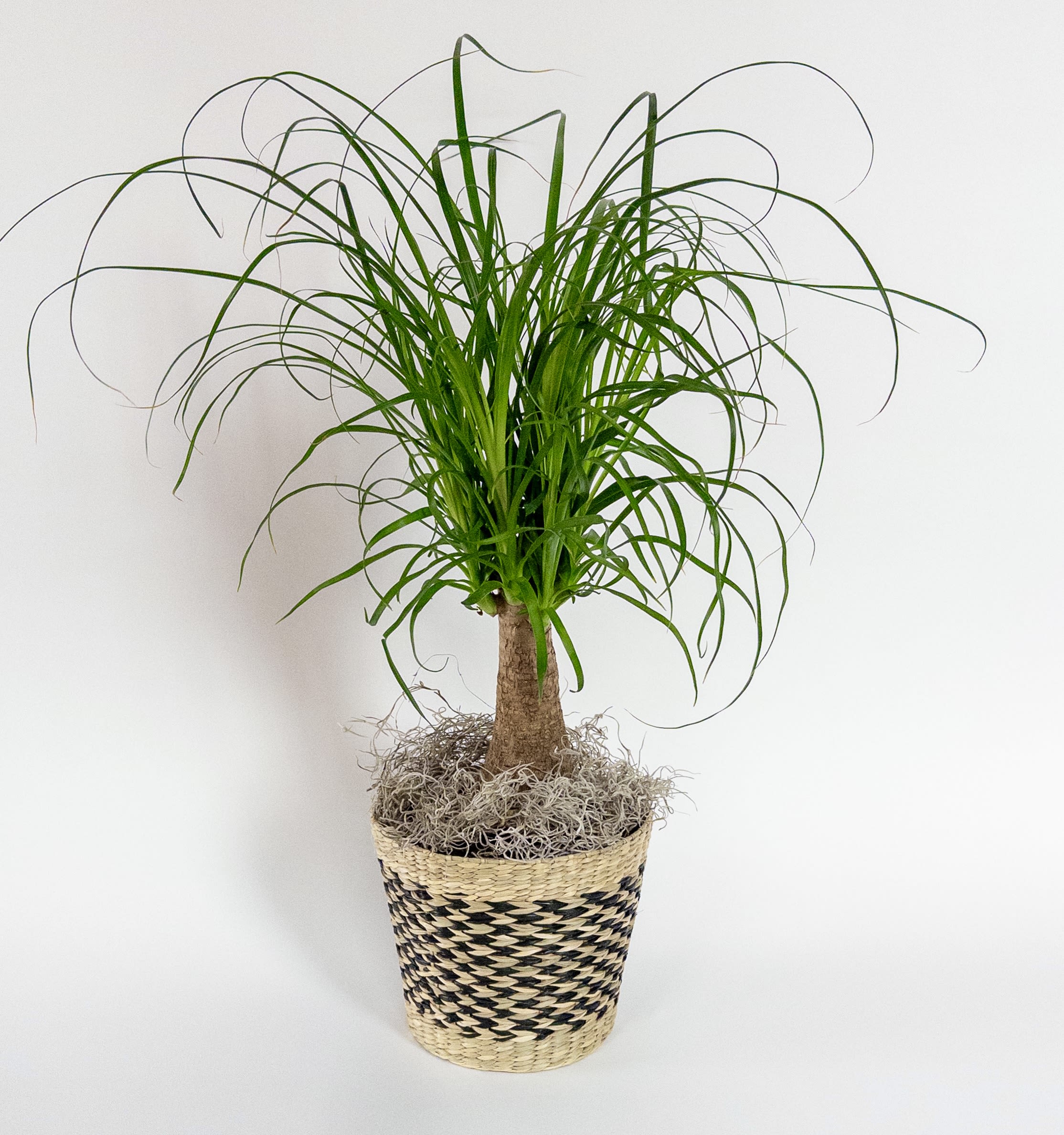 6” Pony tail palm plant  - A fun and easy care green plant. Measures about 24” tall and is a 6” pot size. Arrives in the decorative container but can be changed upon request 