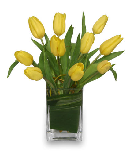 Sunny Tulips Bouquet  - Sunny yellow tulips are a sure sign for the change of season. Even if the weather is not cooperating, you can be sure the person who receives this bright bouquet will feel the warmth of your message.  Standard bouquet has 10 tulips.  Deluxe bouquet has 15 tulips.  Premium bouquet has 20 tulips. 