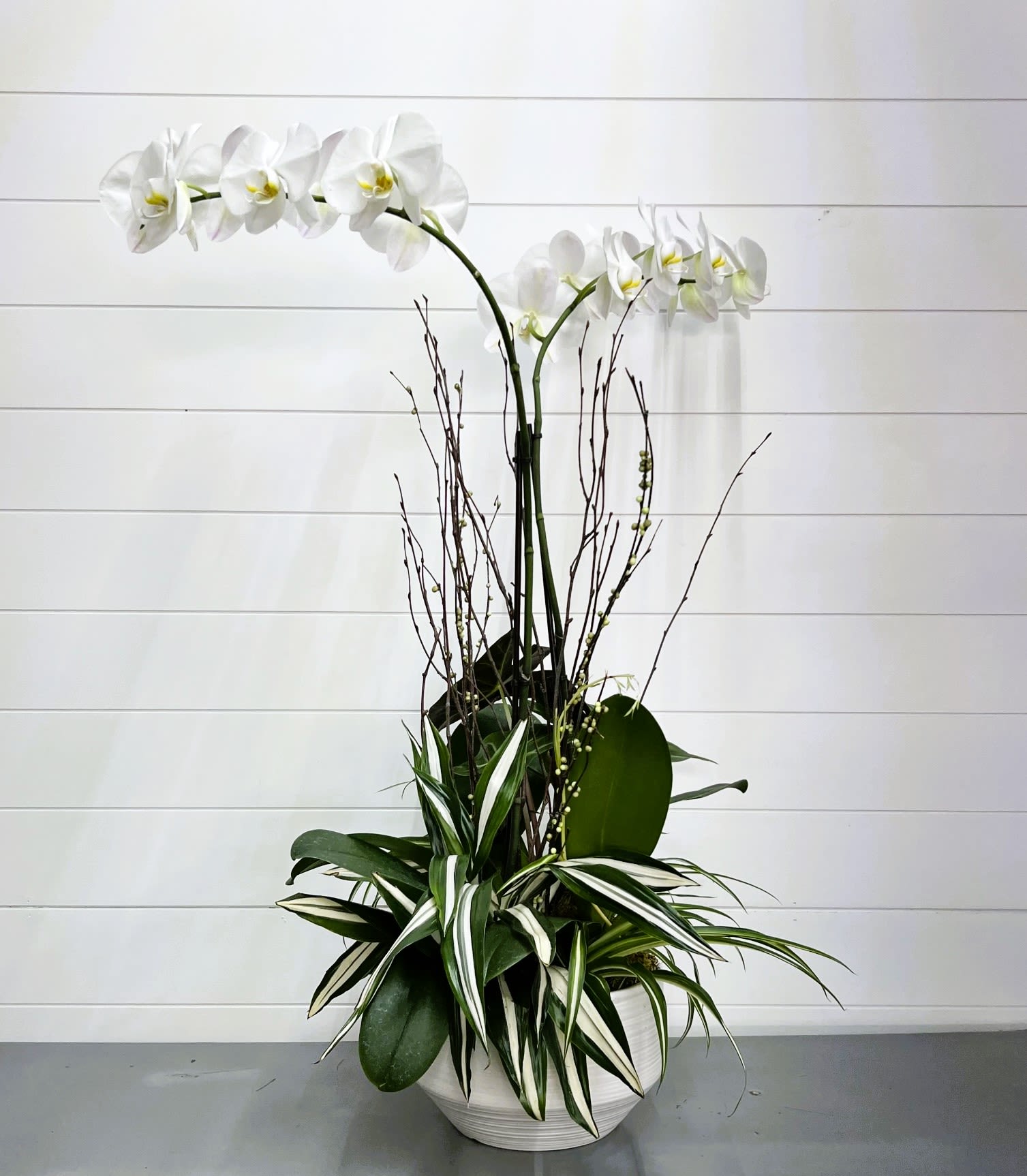 Double Stalk Orchid with Assorted Green Plants - A stunning white double stalk orchid in a ceramic container with an assortment of green plants. Green plants and container may vary depending on availability. 