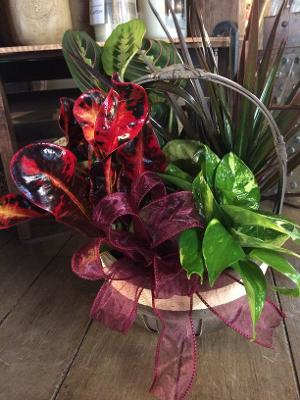 Dish Garden Beauty - Basket or container of a combination of 3 and 4 in green plants... These can easily be themed up! (Example: Hunting, Gardening, etc...)