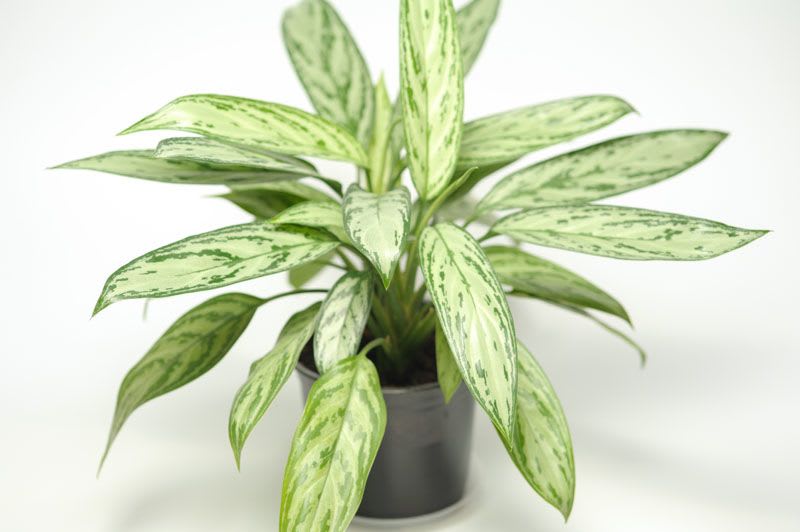 6 in Silver Queen indoor plant - Med size plant that stands 28 in tall.  It sits in a brown wicker pot cover