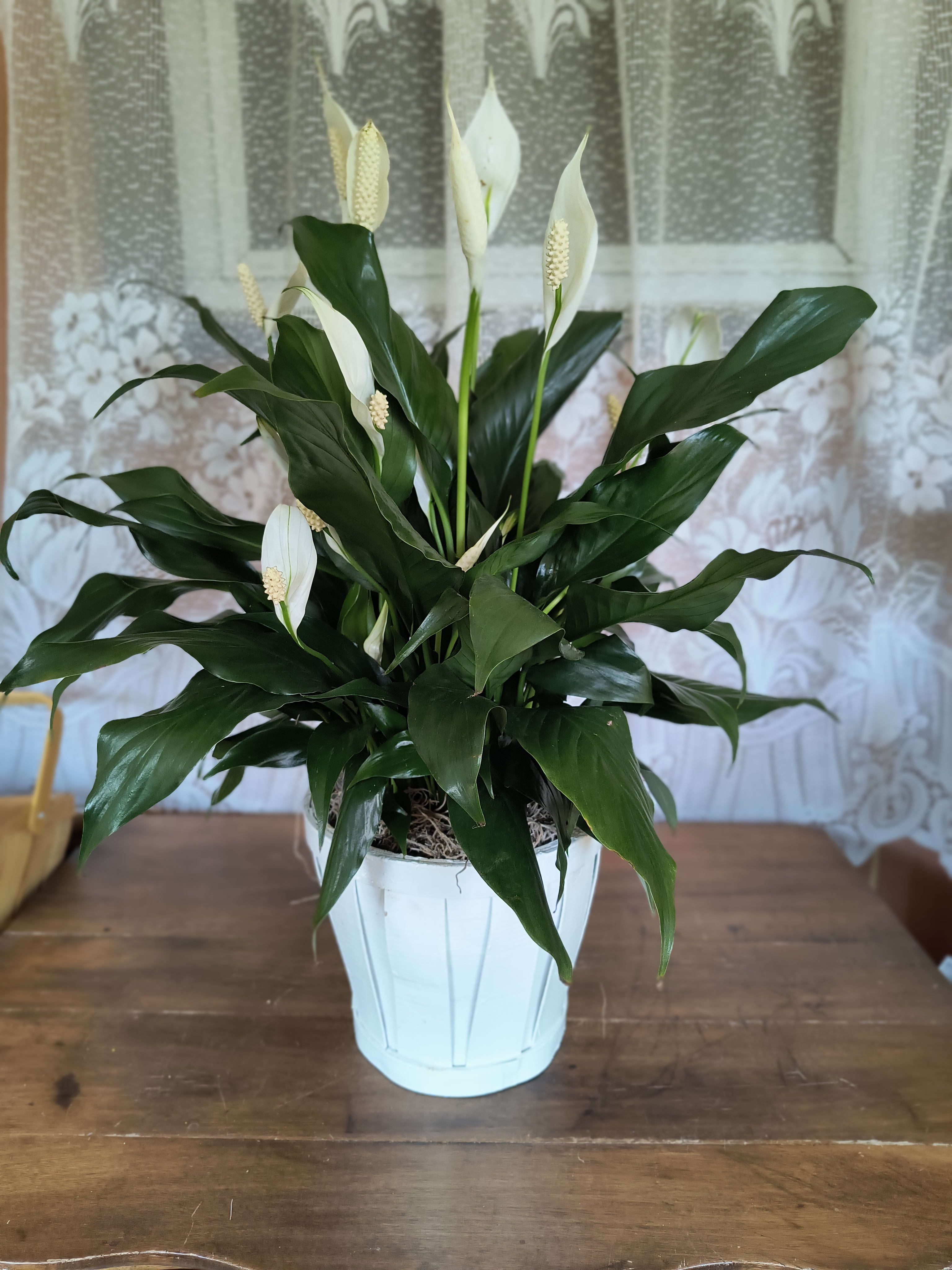 Medium Spathiphyllum - Also known as the peace lily, this dark leafy plant with its delicate white blossoms makes a simply elegant gift. There's nothing small about the sentiment delivered along with this pretty plant.