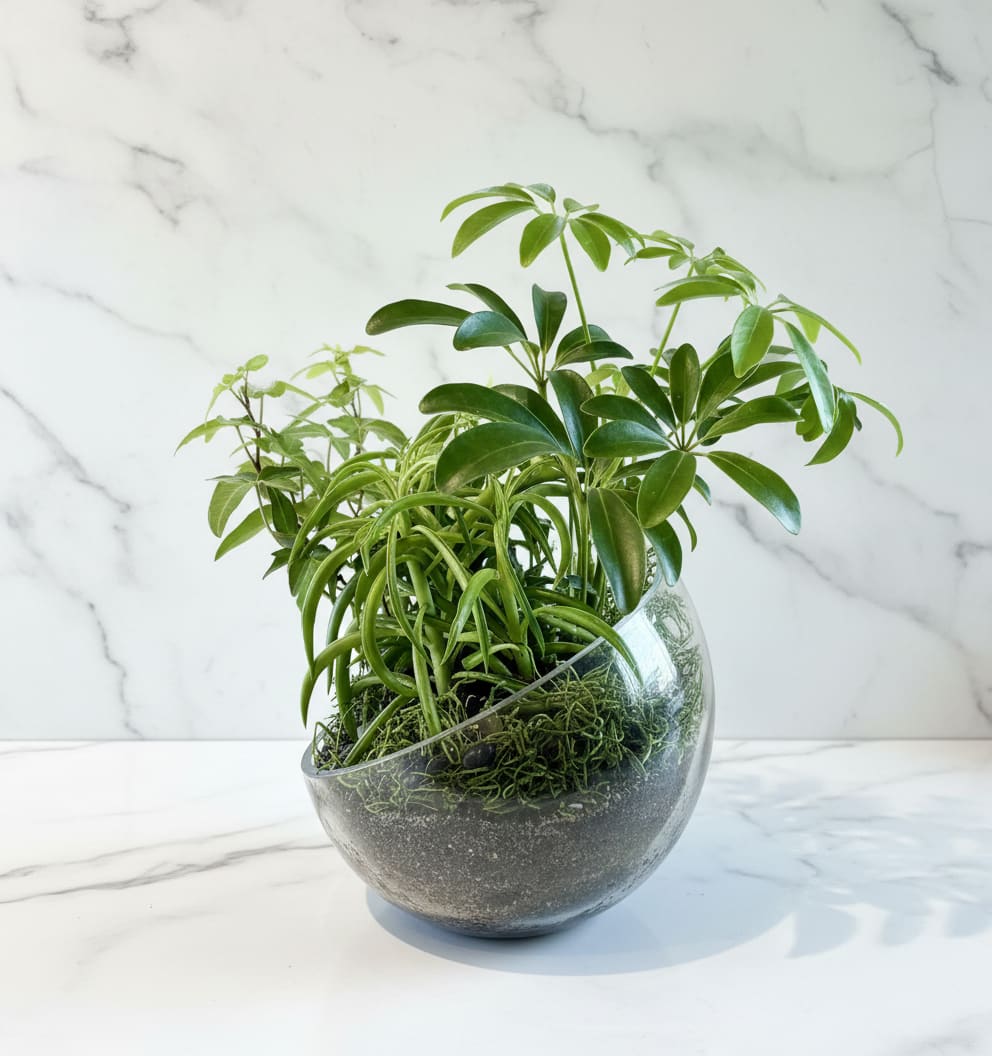 Emerald Balance  - The petite terrarium is a thoughtful composition of lush greenery, layered textures and gentle curves! Nestled in a modern glass vessel, perfect for many spaces, we fill with plants and use layers of sand, rock and moss to keep the design sleek and vibrant.  It's a perfect little self contained miniature landscape.  Great to bring a beauty &amp; calmness to any space or add a touch of green to desks, homes, corners and eager gift recipients!   Size:  Standard size Vessel is Open 7", Back 6" , Front Height 2.7" -  we use about 3-4 hearty petite indoor plants in this arrangement along with moss, sand and river rock or pebbles.    Deluxe- Large arc size vessel Open 9", Back 8.25"H- we will use approx 5 indoor plants.     Please allow at least 1-2 business days for fulfillment.   