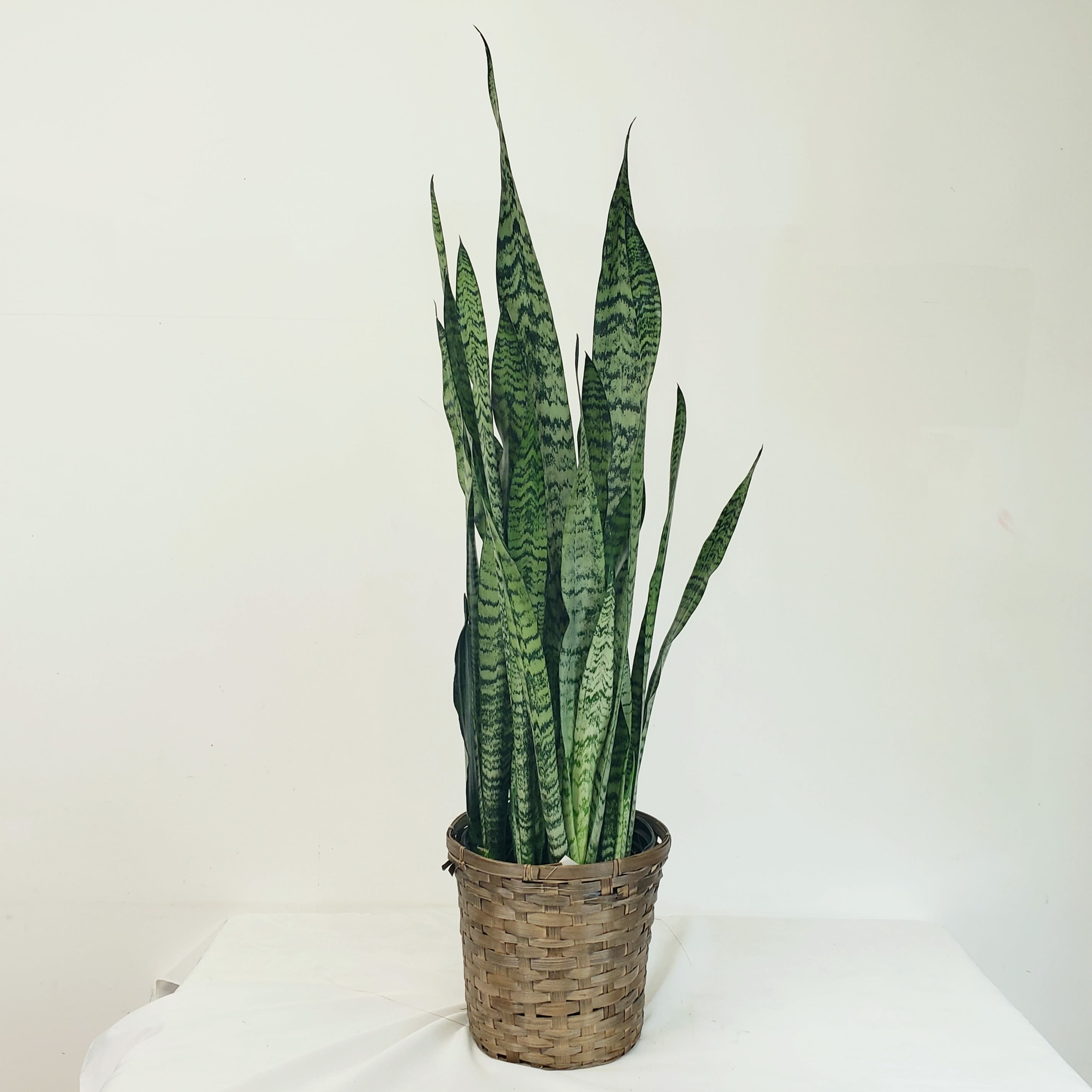 Sanseveria - Also known as Mother-In-Law Tongue or Snake Plant, this is an ideal house plant that requires minimal maintenance. It is an excellent producer of oxygen and is purported to aid in removing toxins from the air. Water when the top 4 to 6 inches soil dry out. Avoid overwatering. Prefers bright, indirect light, but able to withstand long periods of low light conditions. Comes in an 8" basket. Approximately 40" to 48" tall. 