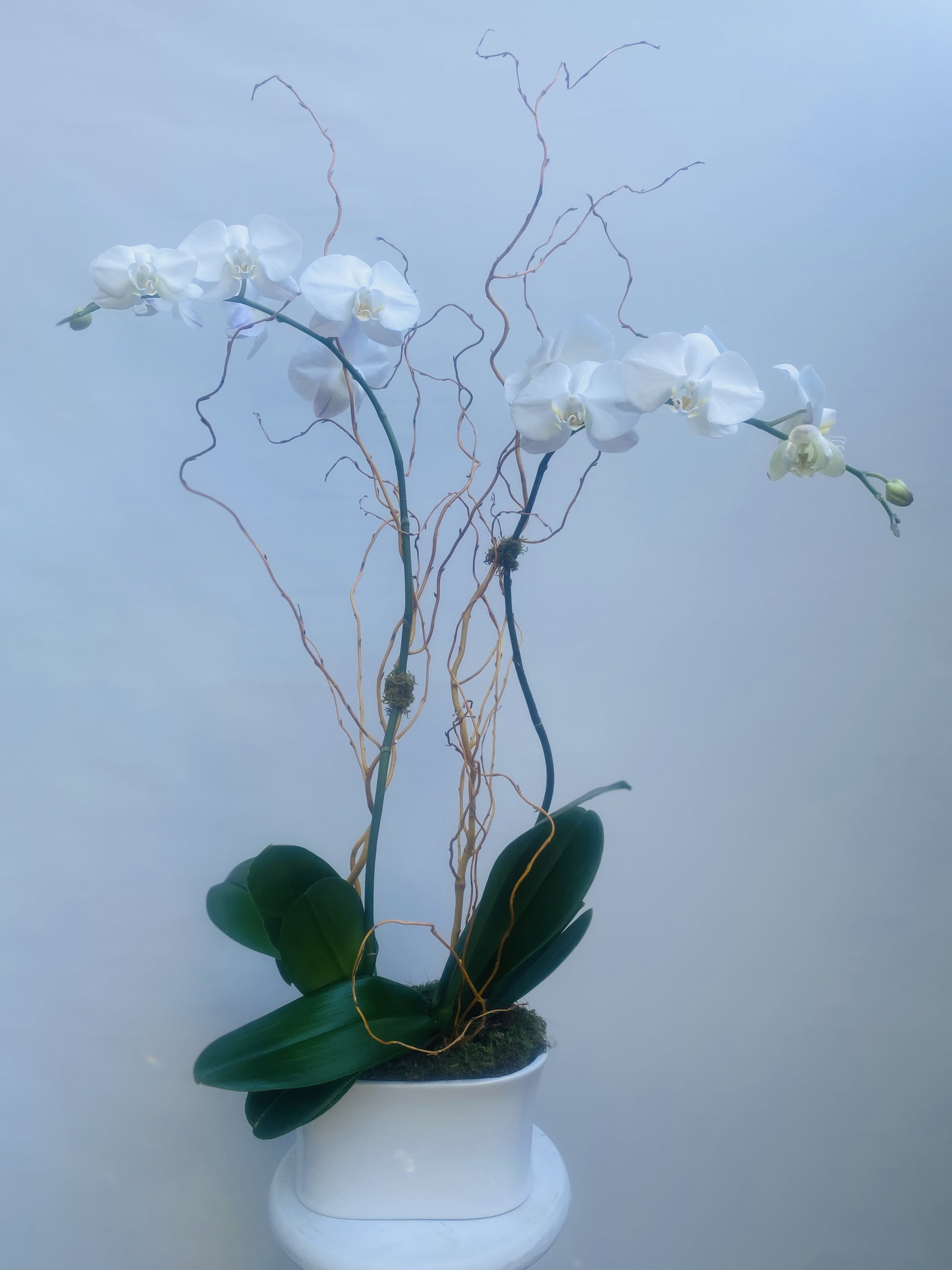 All Occasion Orchid - Timeless Elegance for Any Setting Introducing the "All Occasion Orchid," a sophisticated arrangement featuring two single-stem white phalaenopsis orchids, securely planted in a sleek white glazed planter. This elegant display is expertly completed with curly willow and moss, offering a touch of natural beauty that can be enjoyed for numerous weeks. **Elegant White Orchids: Known for their grace and beauty, these orchids bring a sense of tranquility and sophistication to any space. **Stylish White Planter: The white glazed planter provides a modern and clean aesthetic, perfectly complementing the delicate blooms. **Long-Lasting Beauty: With proper care, this arrangement can be enjoyed for weeks, making it a lasting gift or decorative piece. Choose the "All Occasion Orchid" from Elizabeth's Garden to add a touch of elegance and serenity to any environment, perfect for any occasion or as a thoughtful gift.
