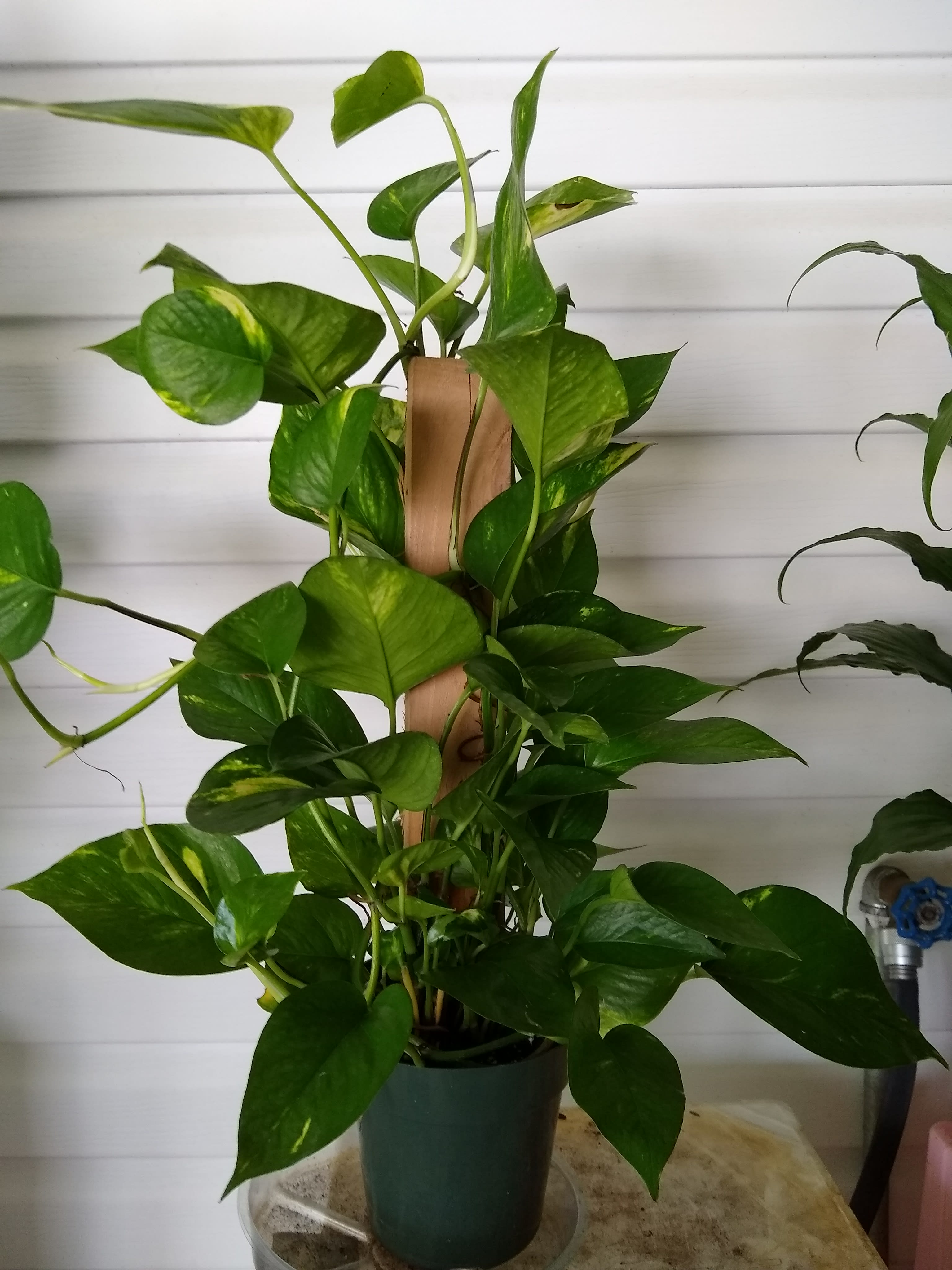 Totem Pole Plant - A perfect indoor climbing plant with a totem pole inserted in the center made of wood or moss.