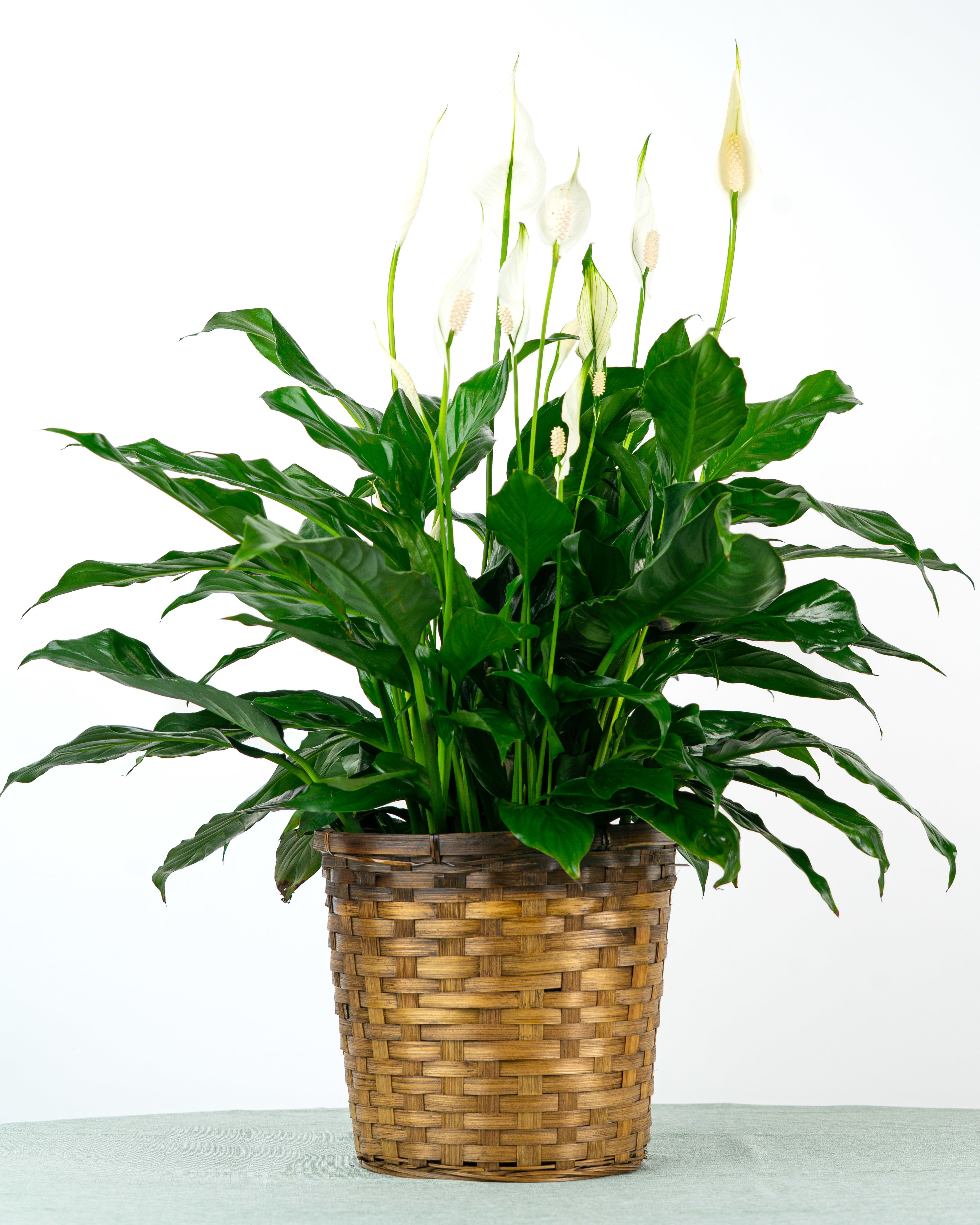 Peace Lily Plant (8" Pot) - Looking for a Spathiphyllum (Peace Lily)? This dark leafy plant with delicate white blossoms is a sophisticated gift and indoor plant. Blooming is seasonal. Plants arrive in a wicker basket and approximate size is 8" pot. This is our medium sized Peace Lily.