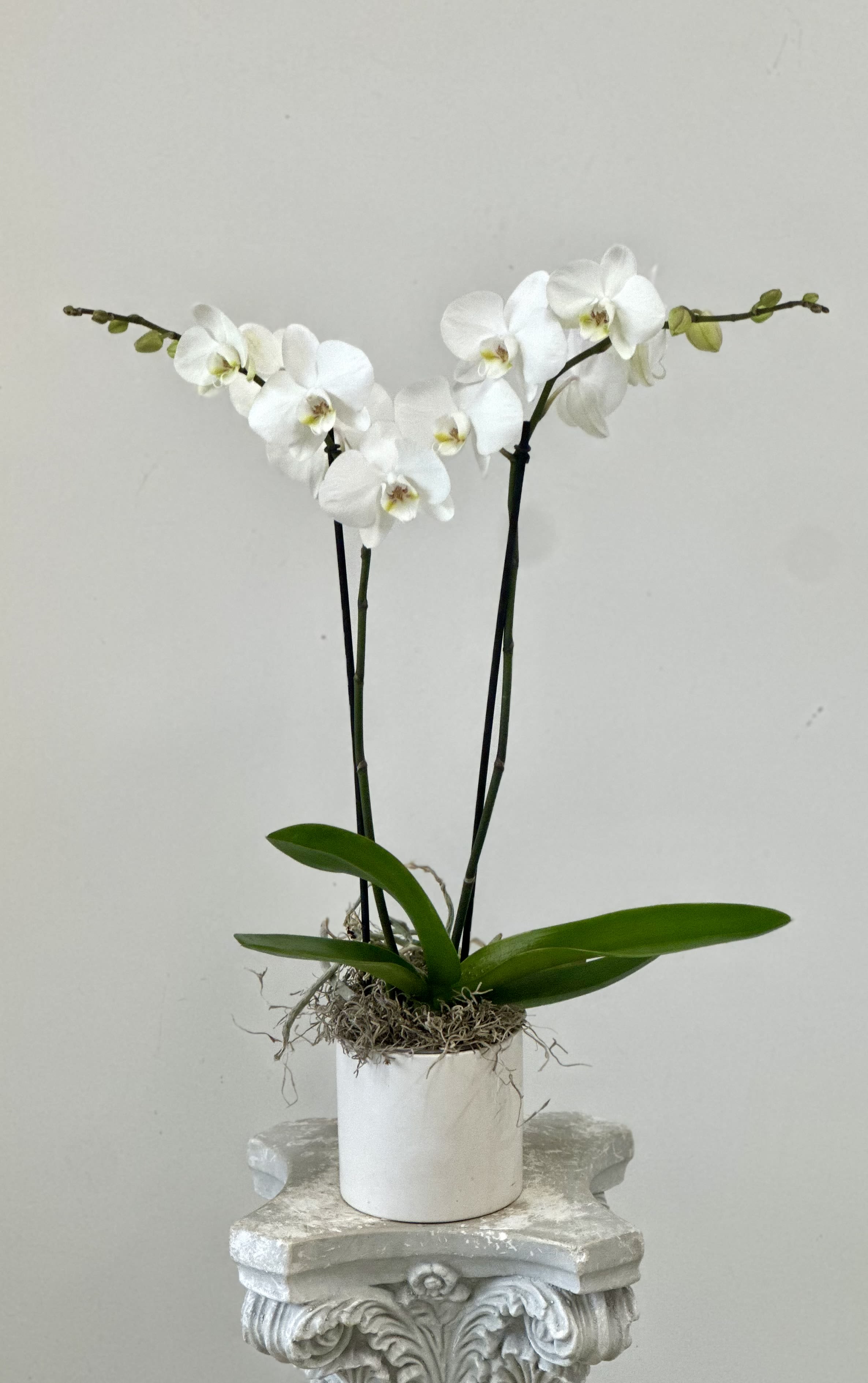 Phalaenopsis Orchid White - Elevate your space with the exquisite Phalaenopsis Orchids by Westford Florist Art by Veny. Known for their stunning appearance and graceful blooms, these orchids bring an air of elegance to any environment. With approximately seventy species in the Orchidaceae family, moth orchids are celebrated for their vibrant colors that seamlessly complement both modern and classic décor. These beautifully crafted plants require minimal care—simply water them weekly with three ice cubes and position them in a bright location. Ideal for enhancing your home or as a thoughtful gift, our White Phalaenopsis Orchids promise to flourish with ease while adding a touch of sophistication to every occasion. Transform your surroundings effortlessly with this timeless floral choice from Westford Florist Art by Veny.