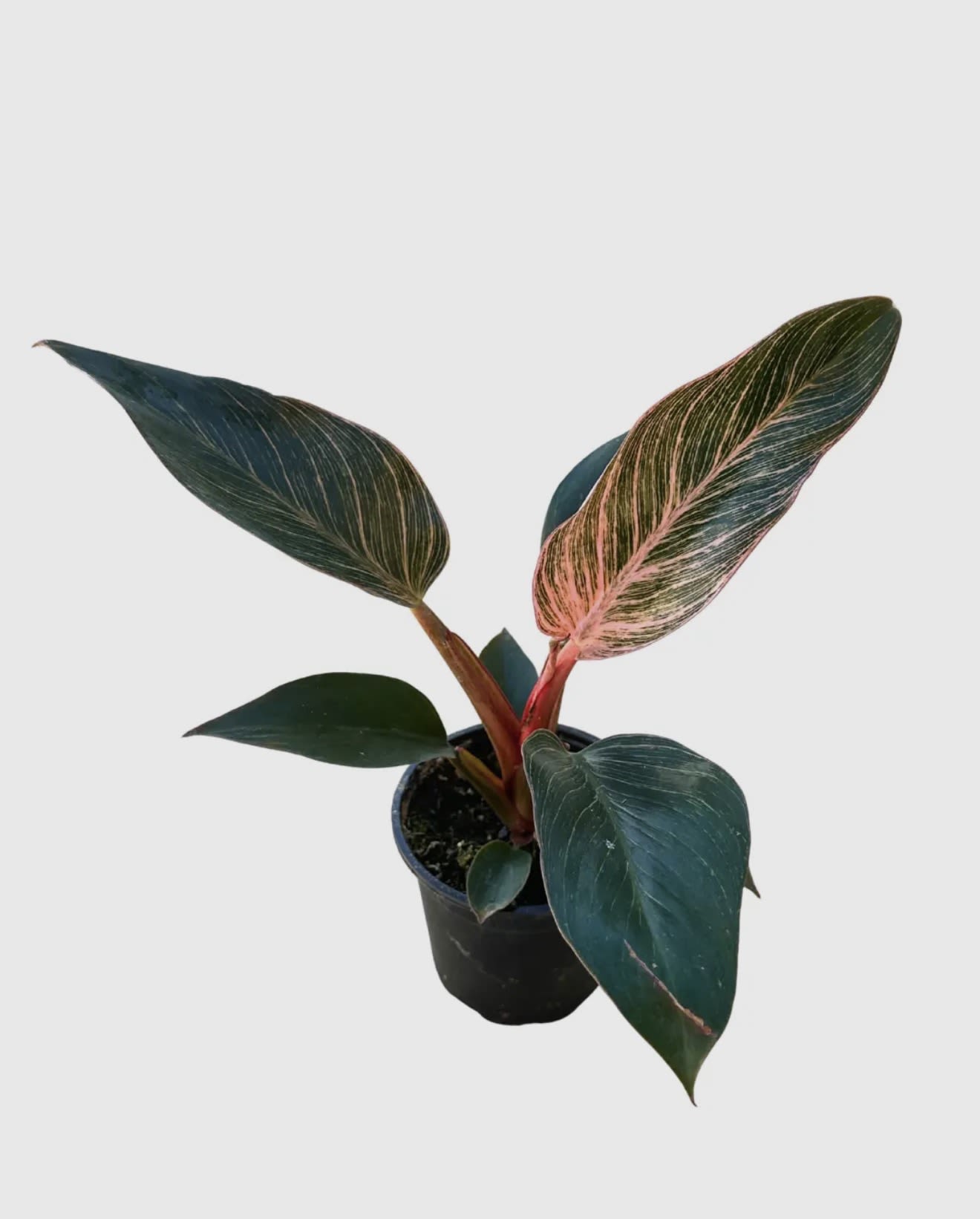 4" Philodendron Birkin Pink Variegated  - The Philodendron Birkin Pink Variegated is a rare and striking twist on the classic Birkin, featuring deep green foliage streaked with creamy white and soft pink. Each leaf displays its own unique variegation pattern, making every plant a one-of-a-kind piece. Compact, colorful, and highly sought after, this variety shines in retail displays and is especially prized by collectors.  Key Features: • Size: Available in 4-inch nursery pots. • Care: Prefers bright, indirect light. Water when the top 1–2 inches of soil are dry.  Note: Philodendron Birkin Pink Variegated plants are not pet-friendly and should be kept out of reach of cats and dogs.