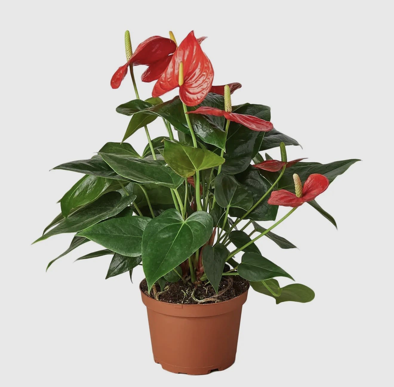 6" Anthurium Red  - Elegant and timeless, the Anthurium is known for its striking glossy leaves and vibrant, heart-shaped blooms that symbolize love and hospitality. A tropical favorite, this plant brings color, warmth, and a touch of sophistication to any home or office.  Standard: Anthurium plant presented in its original grower’s pot. Deluxe: Enhanced with a decorative liner and finished with a beautiful bow. Premium: Arranged in a charming basket, accented with Spanish moss and an elegant bow for a lush, gift-ready look.  Note: Anthurium plants are not pet-friendly — keep out of reach of cats and dogs.  A classic and long-lasting gift choice, perfect for celebrations, thank-yous, or simply to brighten someone’s day.