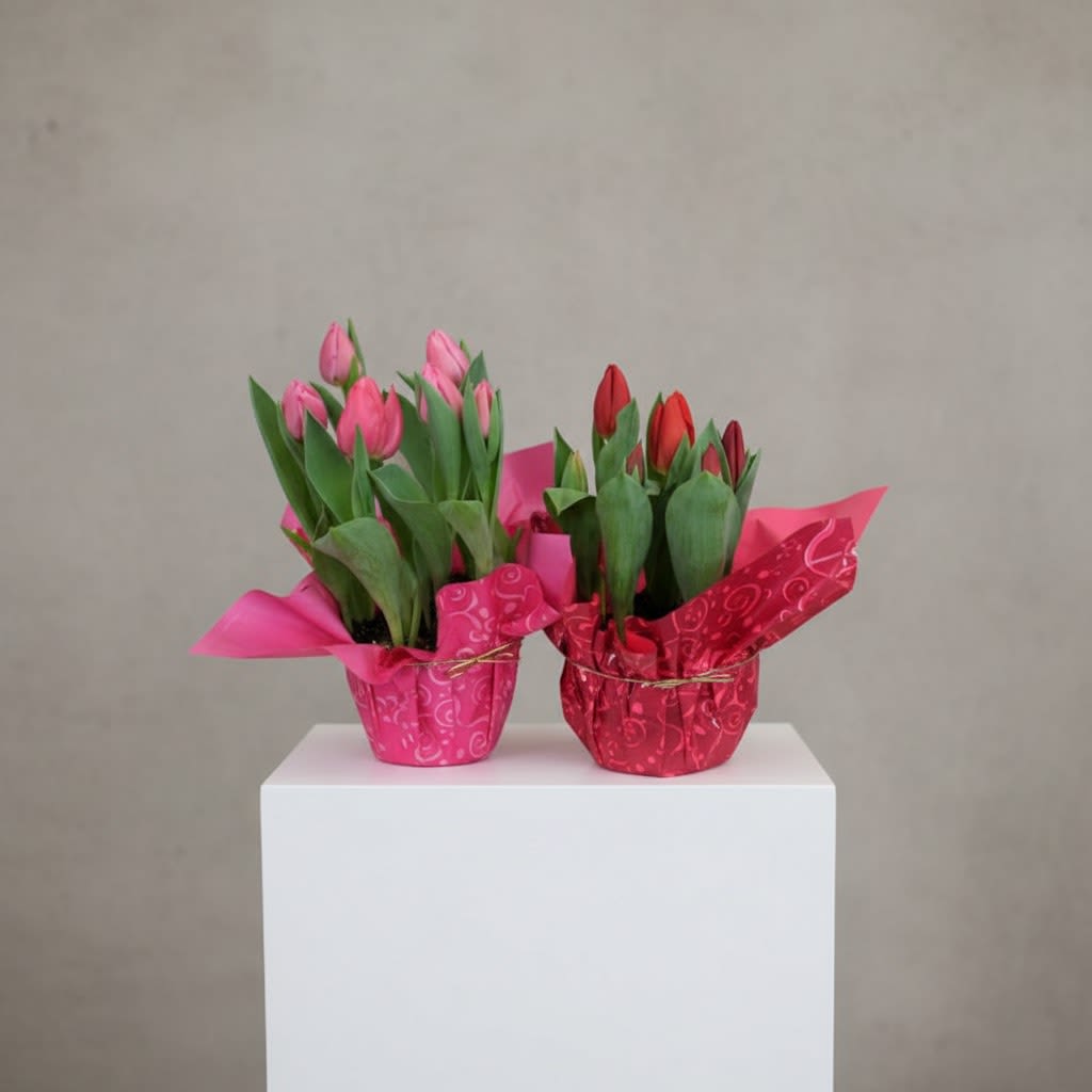 Potted Tulips - Red or Pink - Fresh, cheerful, and full of springtime charm, these potted tulips are available in classic red or soft pink, making them a lovely choice for Valentine’s Day and beyond. Lush green foliage and graceful blooms create a bright, timeless look that’s perfect for windowsills, desks, or tabletops. Long-lasting and easy to enjoy, potted tulips are a thoughtful gift that continues to grow—an effortless way to share love, warmth, and seasonal beauty.  Please note: You may request your preferred color (red or pink) in the order notes at checkout. Color selection is subject to availability.