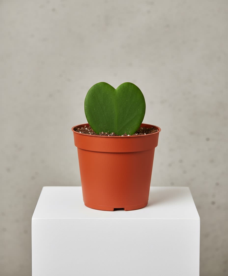 Hoya Heart (Kerri) 2.5" - A symbol of love that lasts, the Hoya Kerrii Heart is a charming little plant shaped perfectly like a heart. Potted in a 2.5-inch container, this single-leaf succulent-style plant is easy to care for and full of meaning. Its thick, glossy leaf makes it a thoughtful Valentine’s gift—perfect for desks, windowsills, or small spaces. Simple, sweet, and long-lasting, this heart-shaped hoya is a beautiful way to say I love you in the most minimal and modern way.