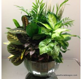 Classic Ceramic Plant Garden - A classic dish garden is the perfect gift for many occasions - to send "Get Well" wishes, as a congratulations for a new job or home, or as a sign of your support during difficult times. Featuring a mix of green and/or blooming plants, with an addition of seasonal fresh florals, this garden basket will be treasured for seasons to come.  Standard: 6" Ceramic Dish Deluxe: 8" Ceramic Dish Premium: 10" Ceramic Dish